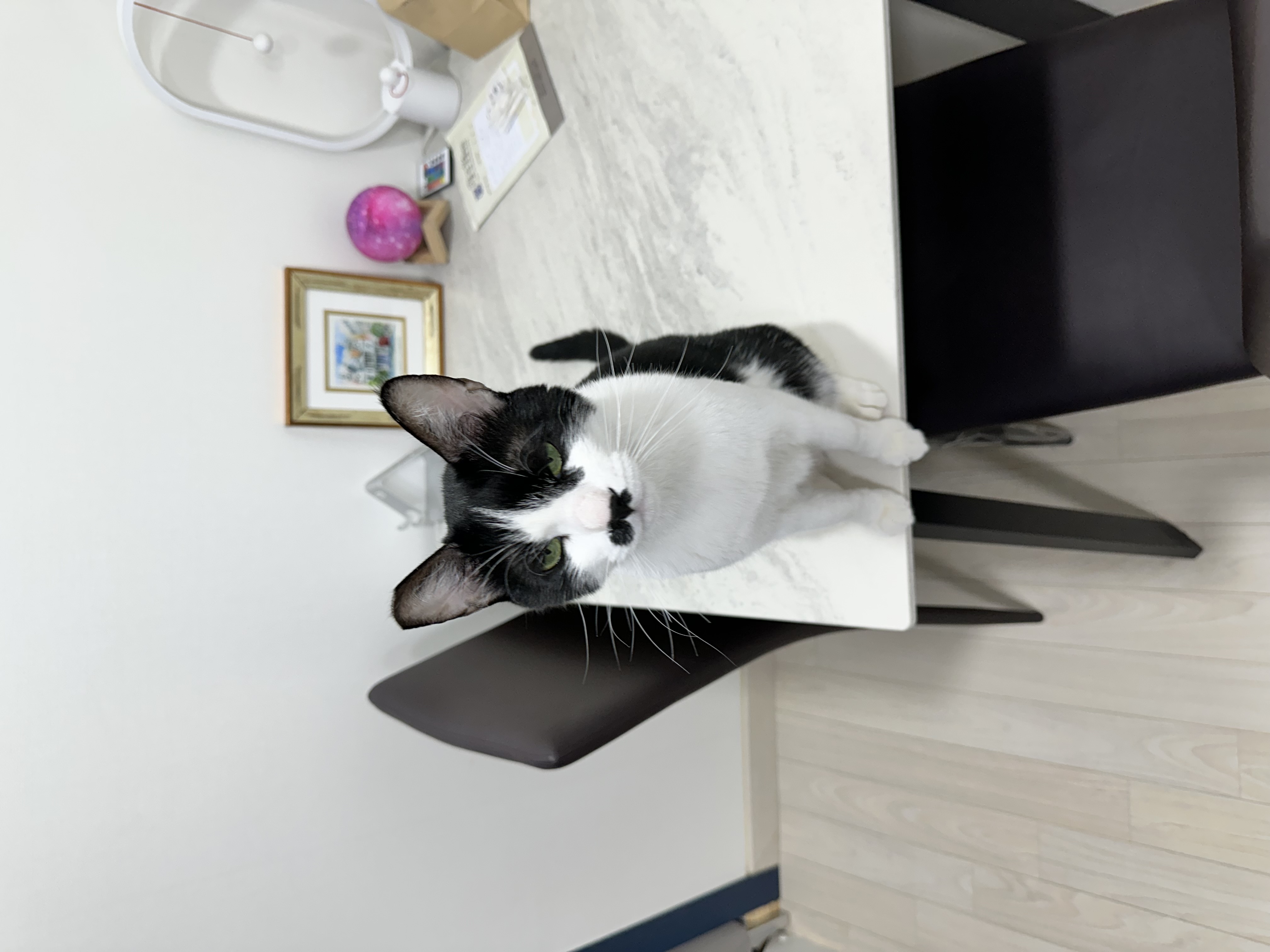 [입양 5일차] 민트