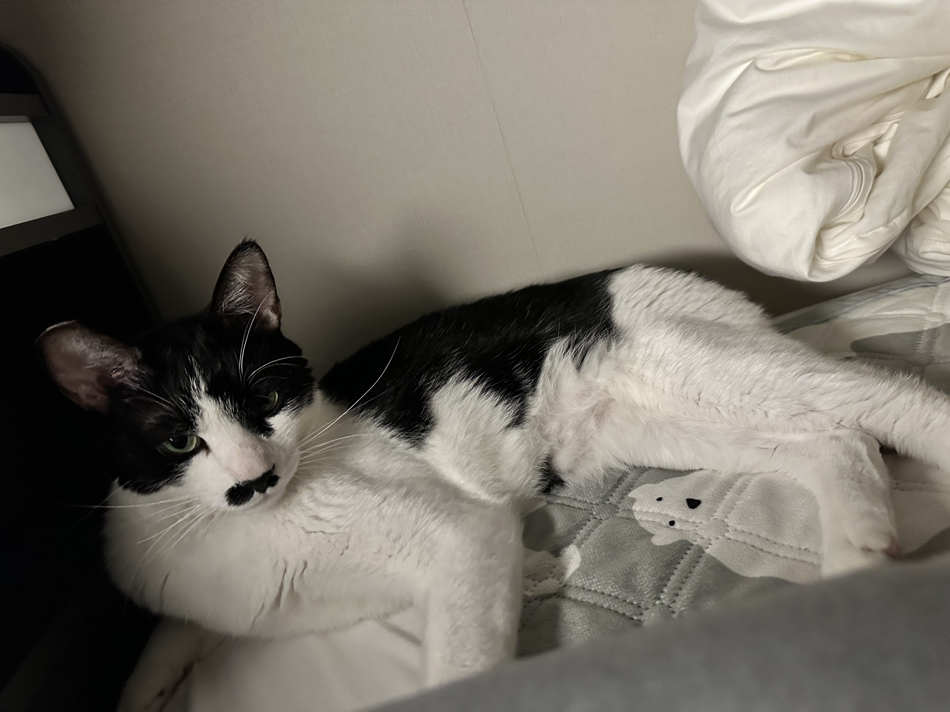 [입양 5일차] 민트