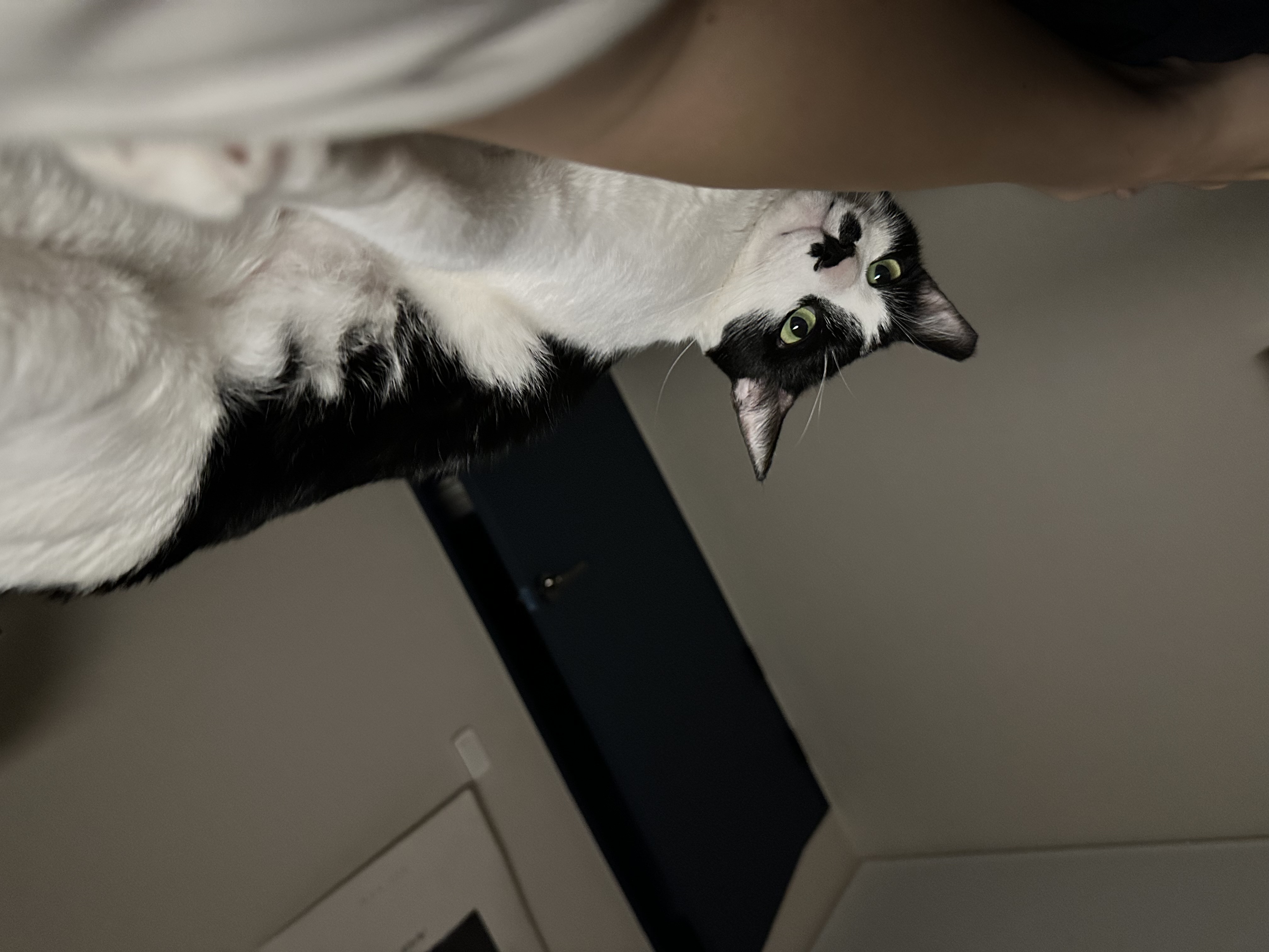 [입양 5일차] 민트