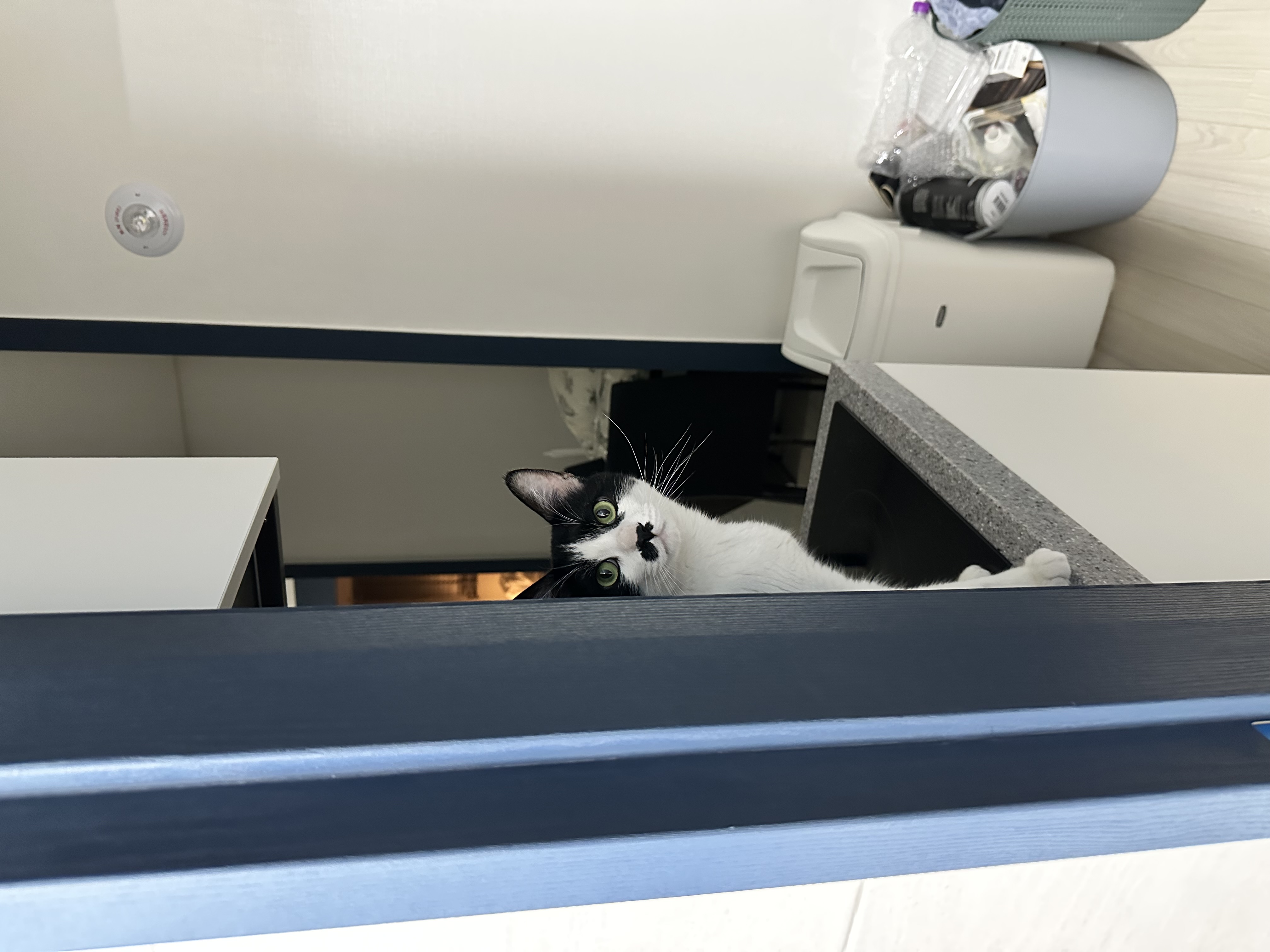 [입양 5일차] 민트