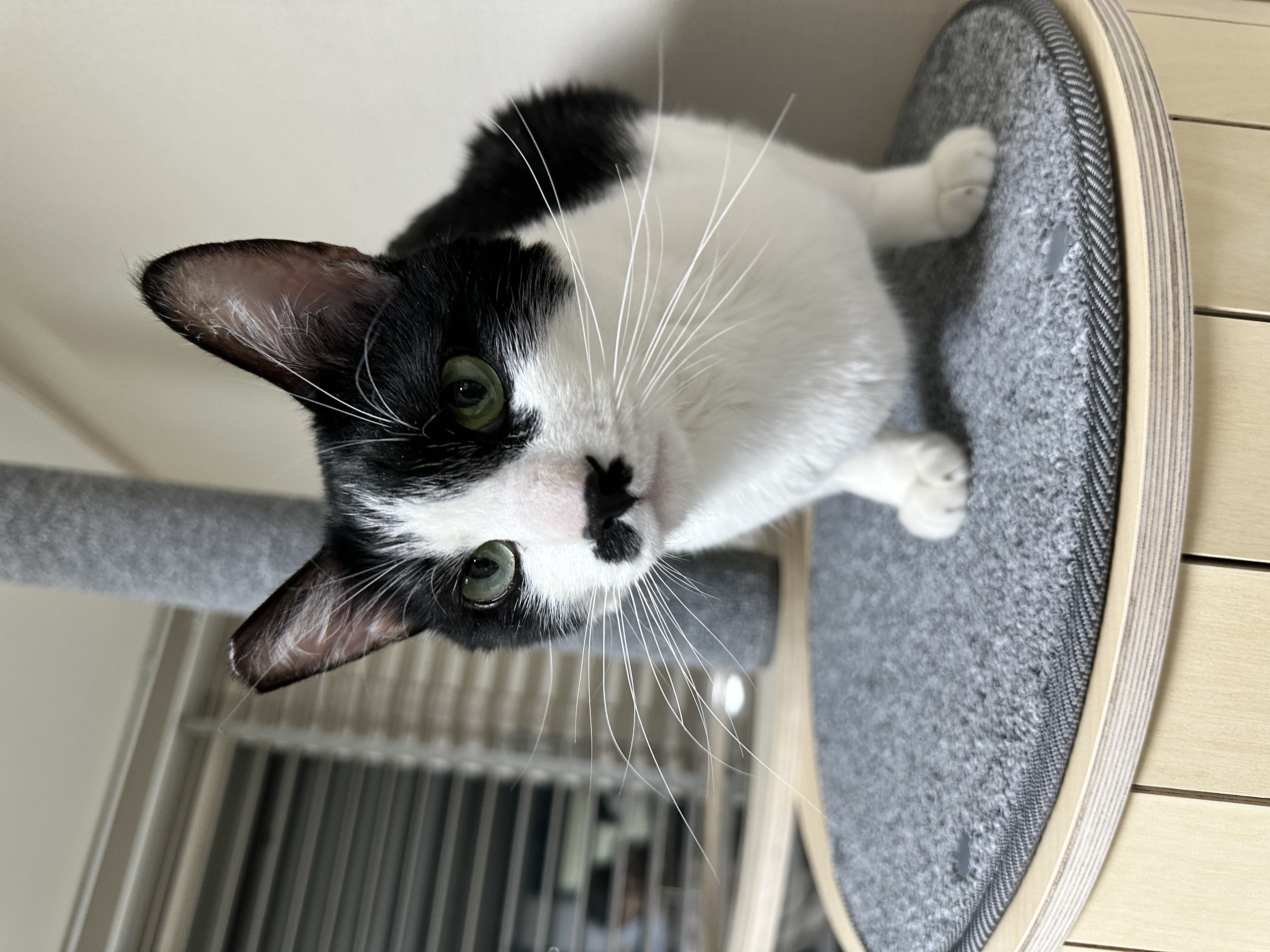 [입양 5일차] 민트