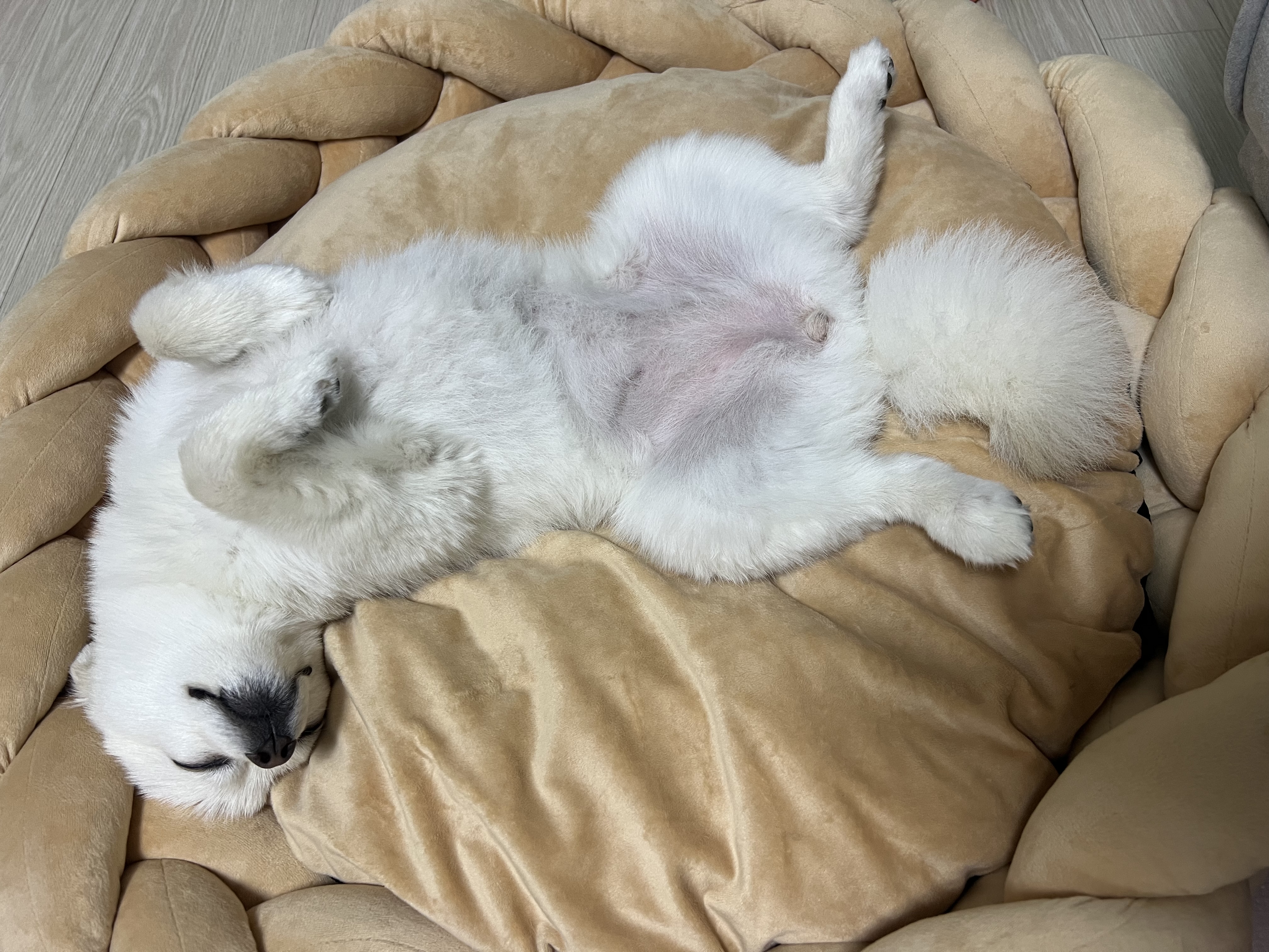 소리(구 소령이) 가족된지 1년째!