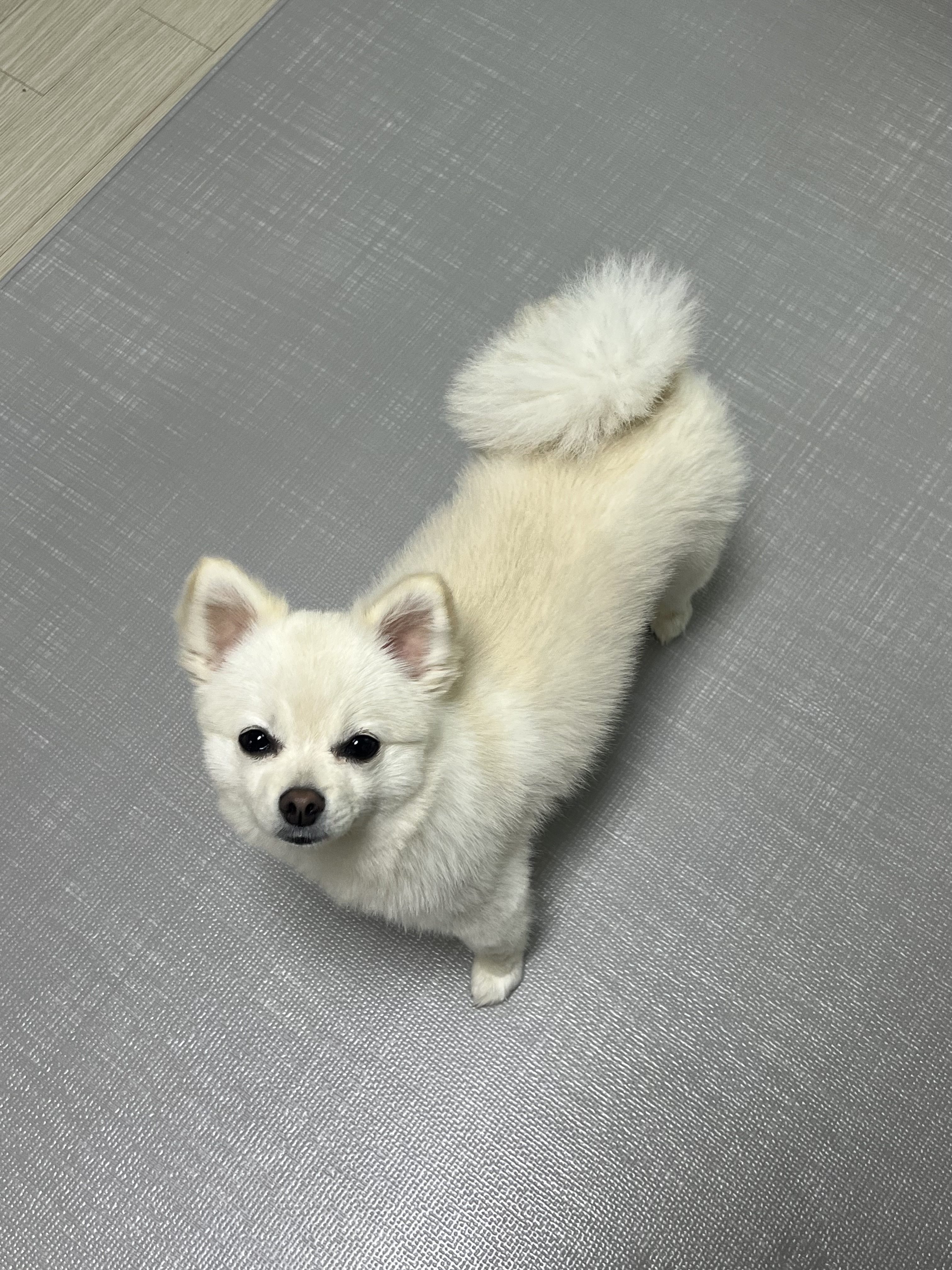 소리(구 소령이) 가족된지 1년째!