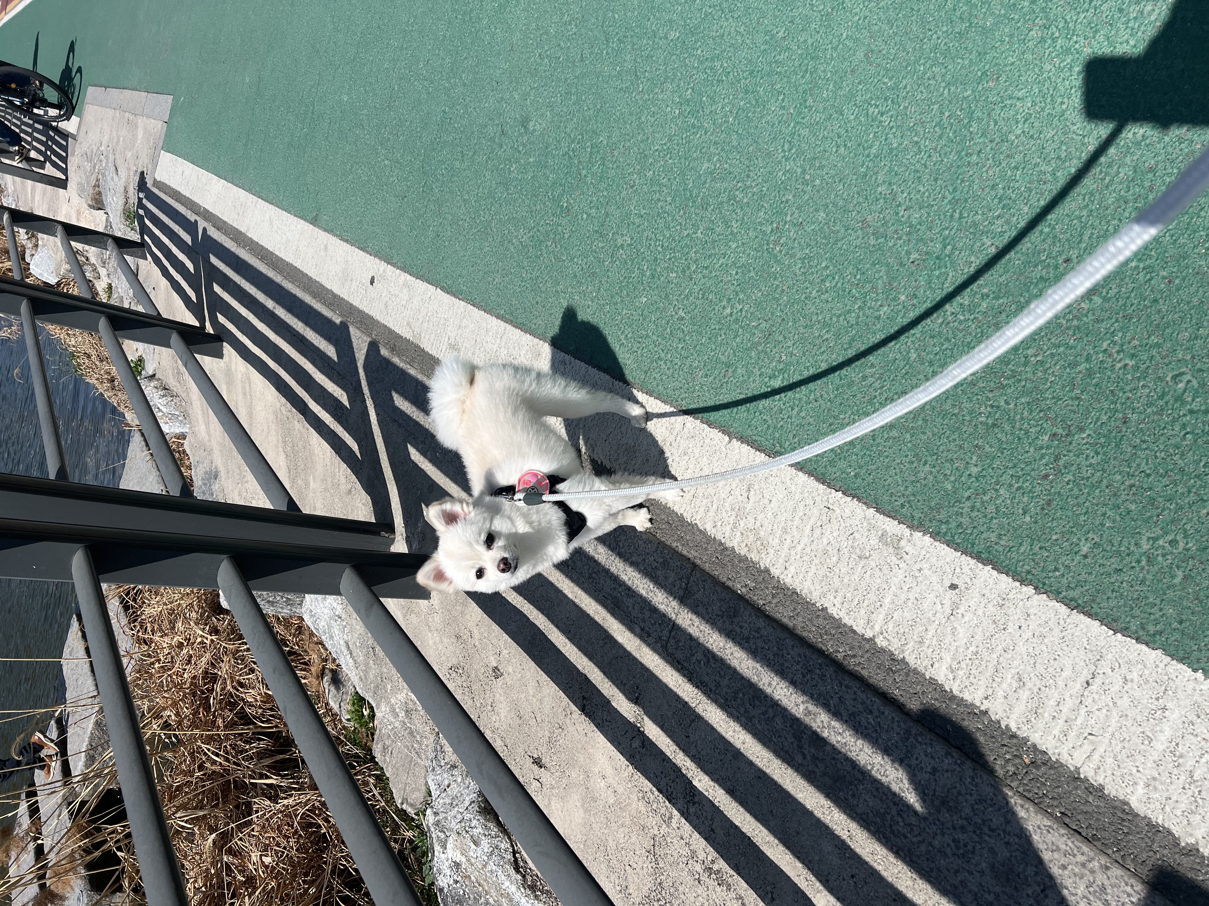 소리(구 소령이) 가족된지 1년째!