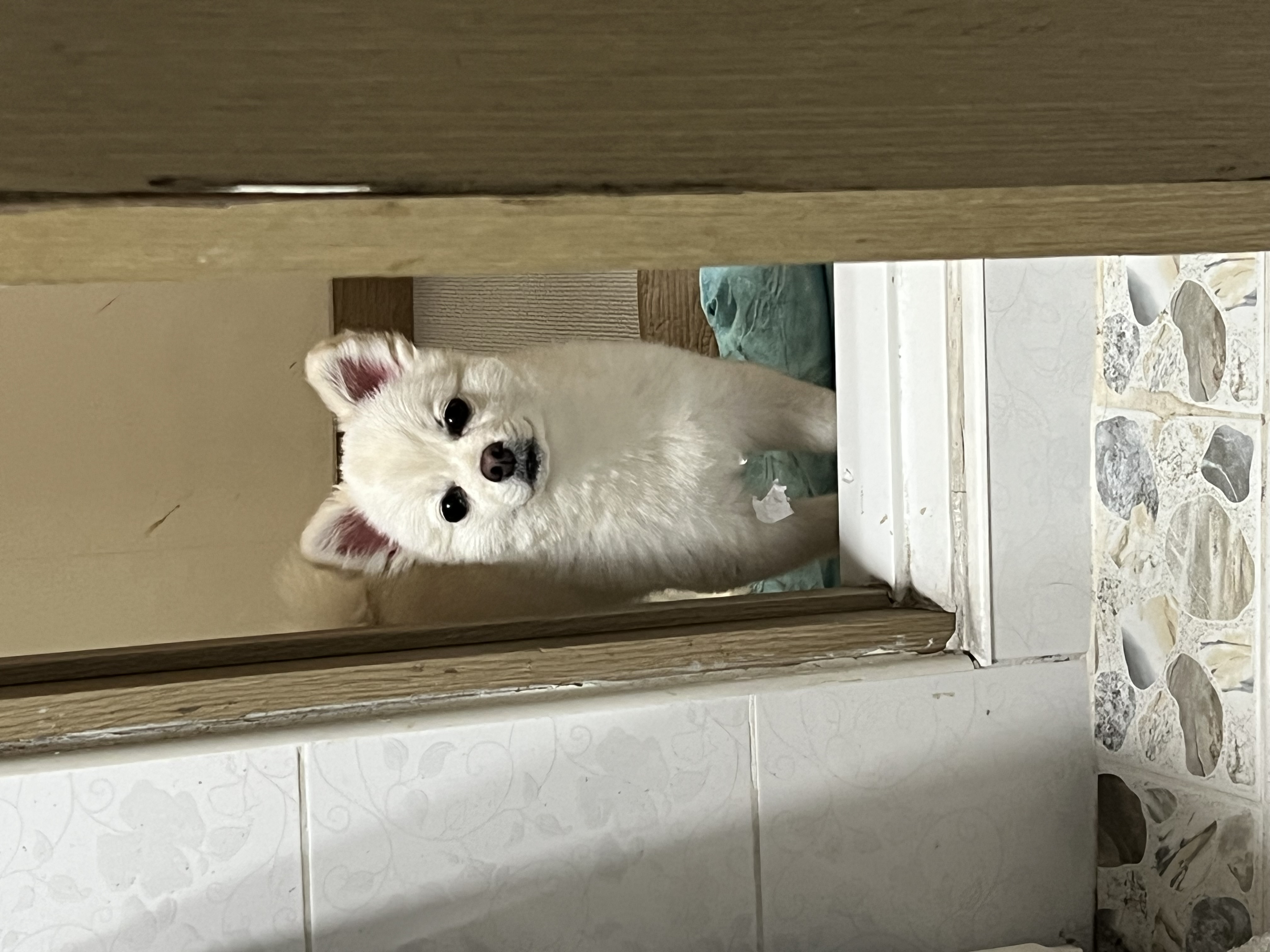 소리(구 소령이) 가족된지 1년째!