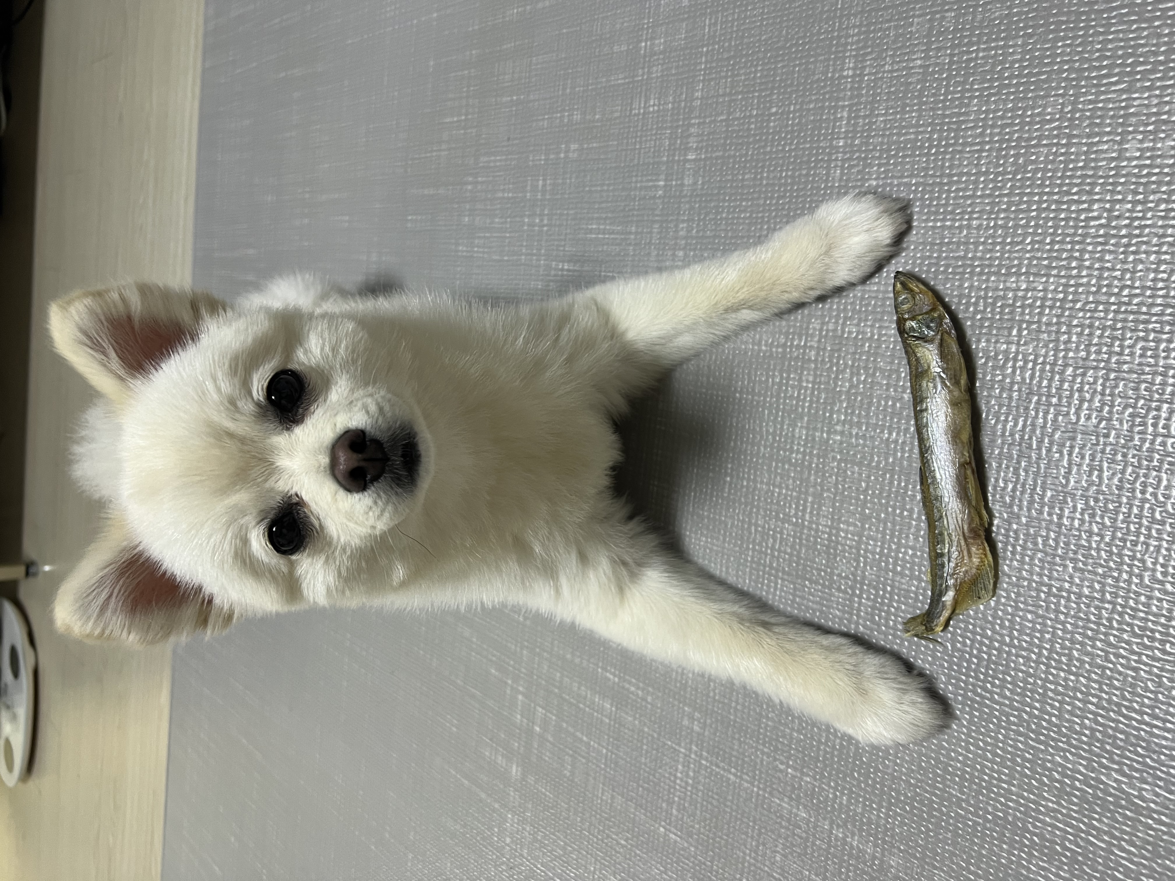 소리(구 소령이) 가족된지 1년째!