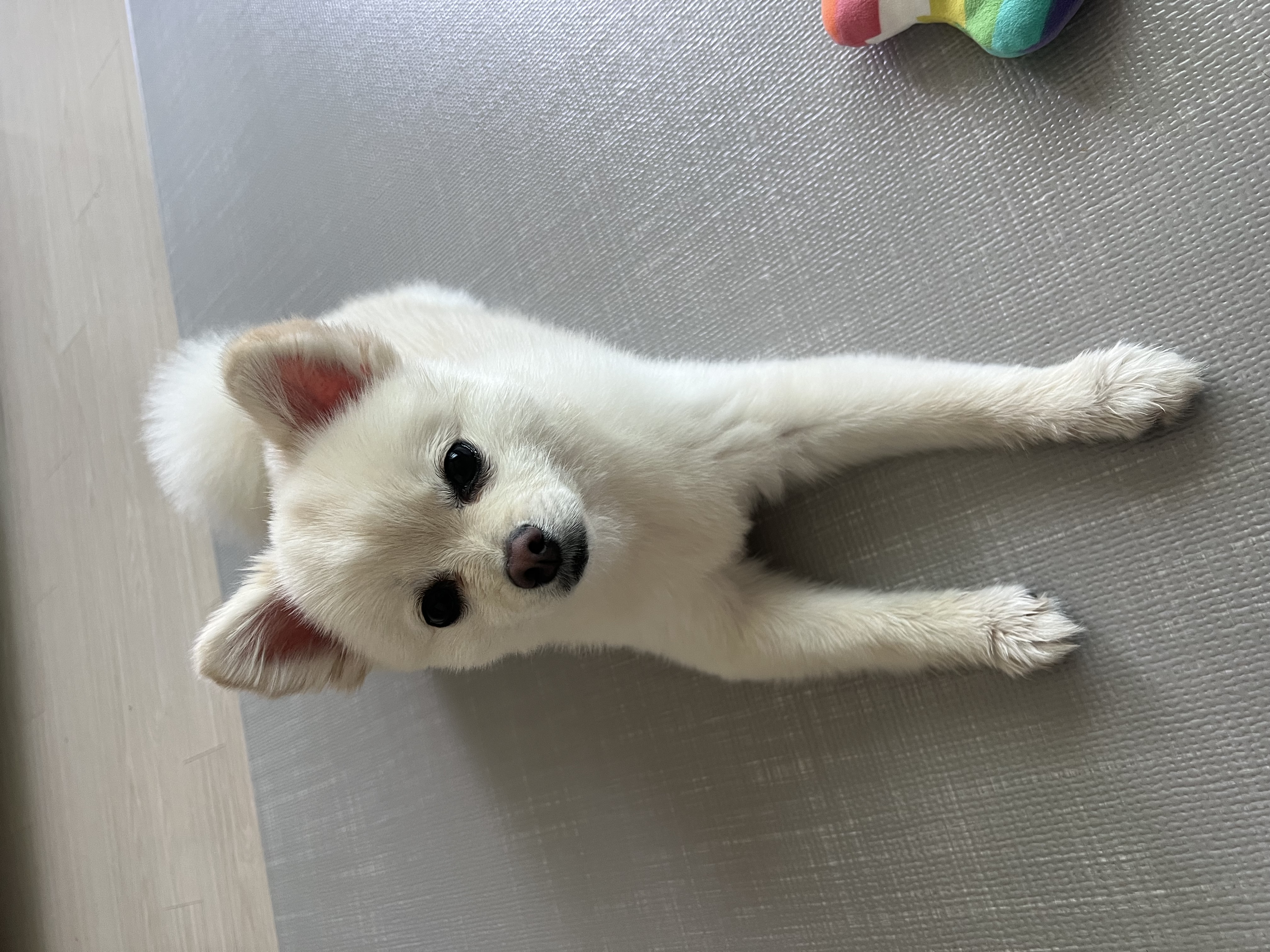 소리(구 소령이) 가족된지 1년째!