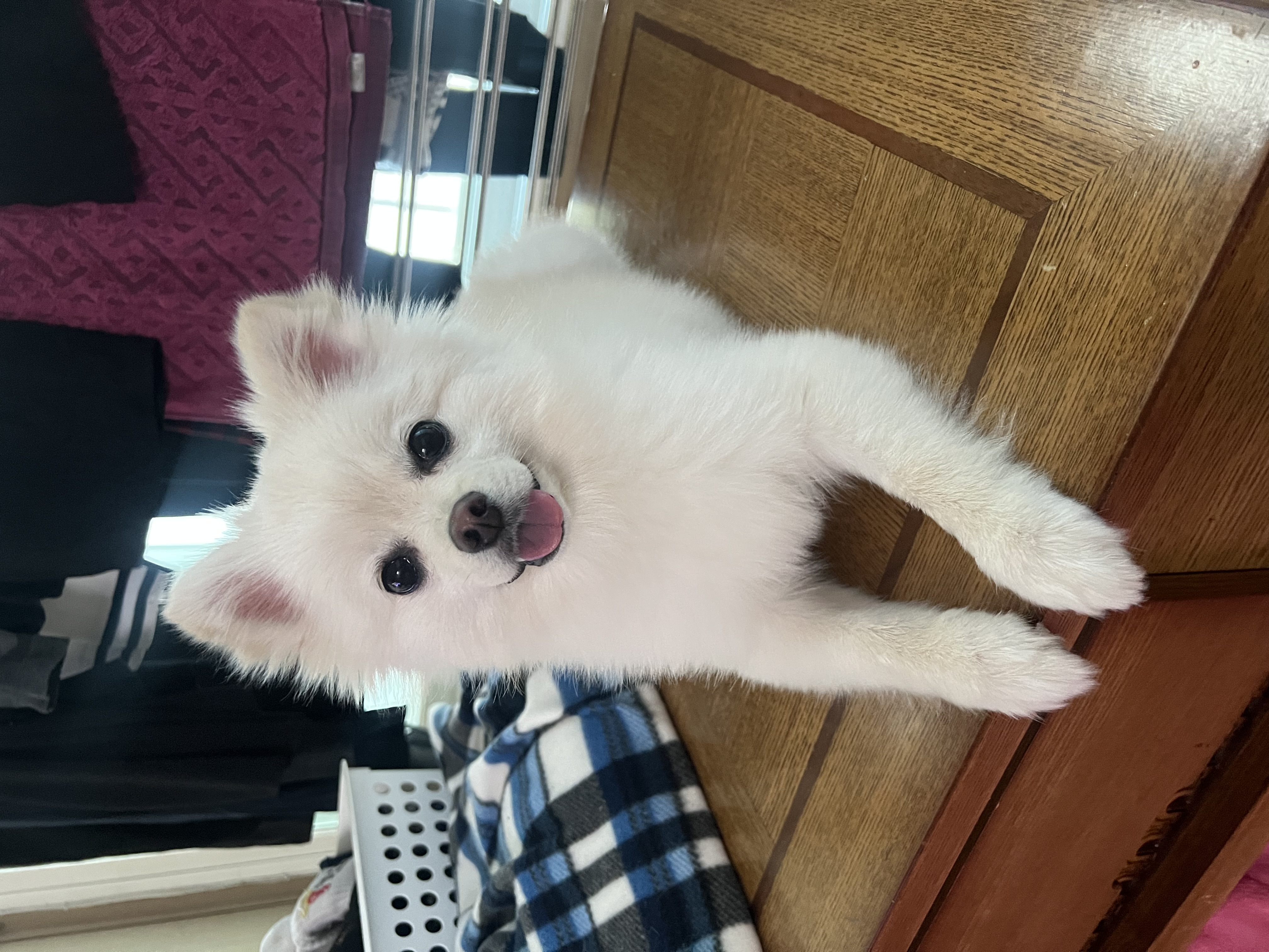 소리(구 소령이) 가족된지 1년째!