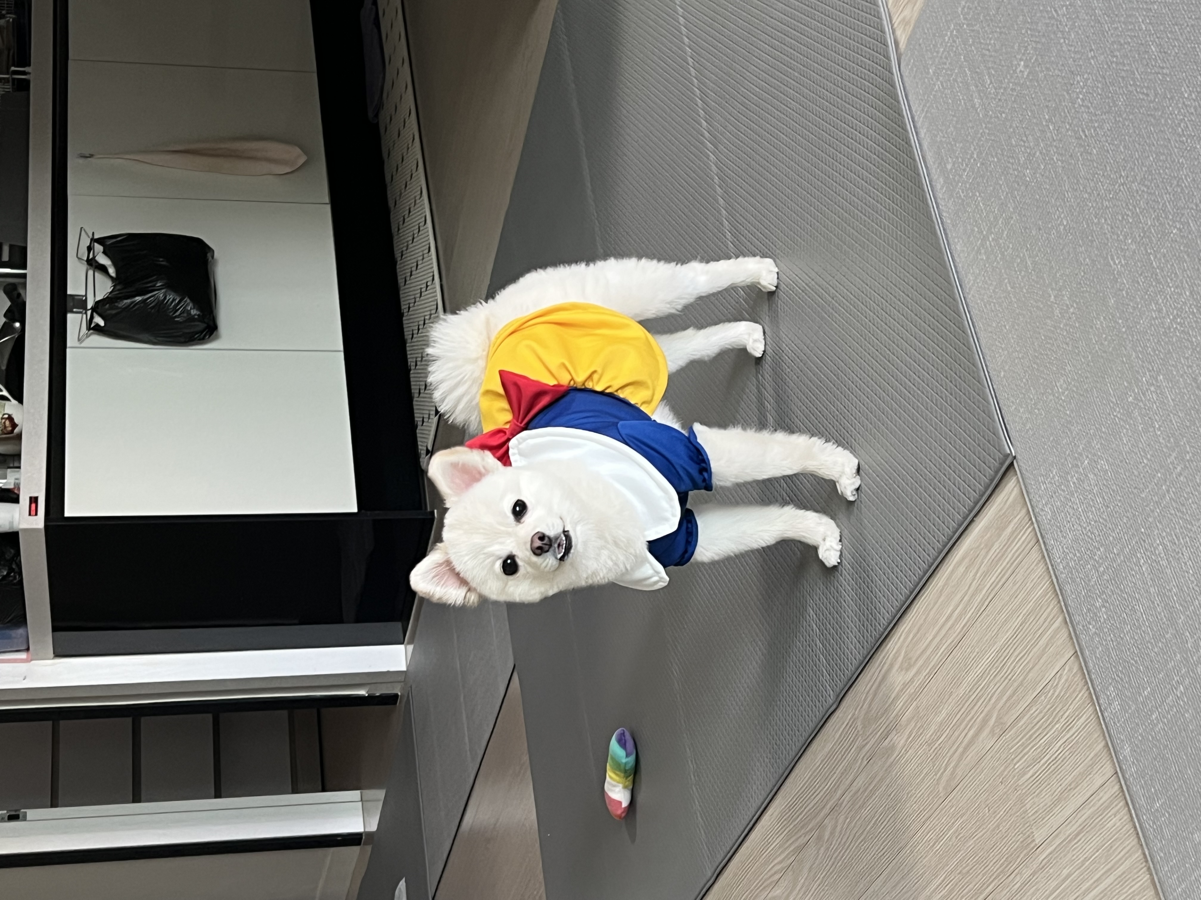 소리(구 소령이) 가족된지 1년째!