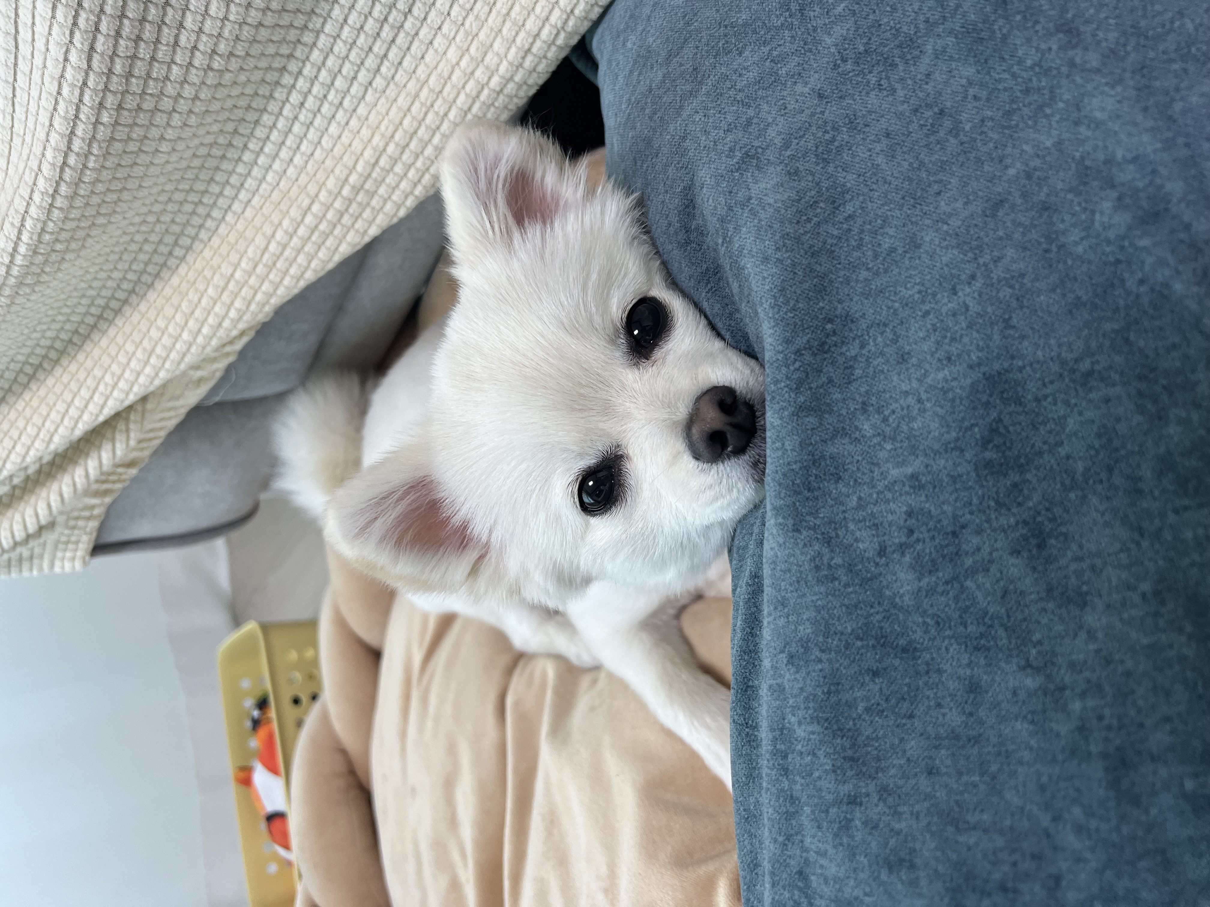 소리(구 소령이) 가족된지 1년째!