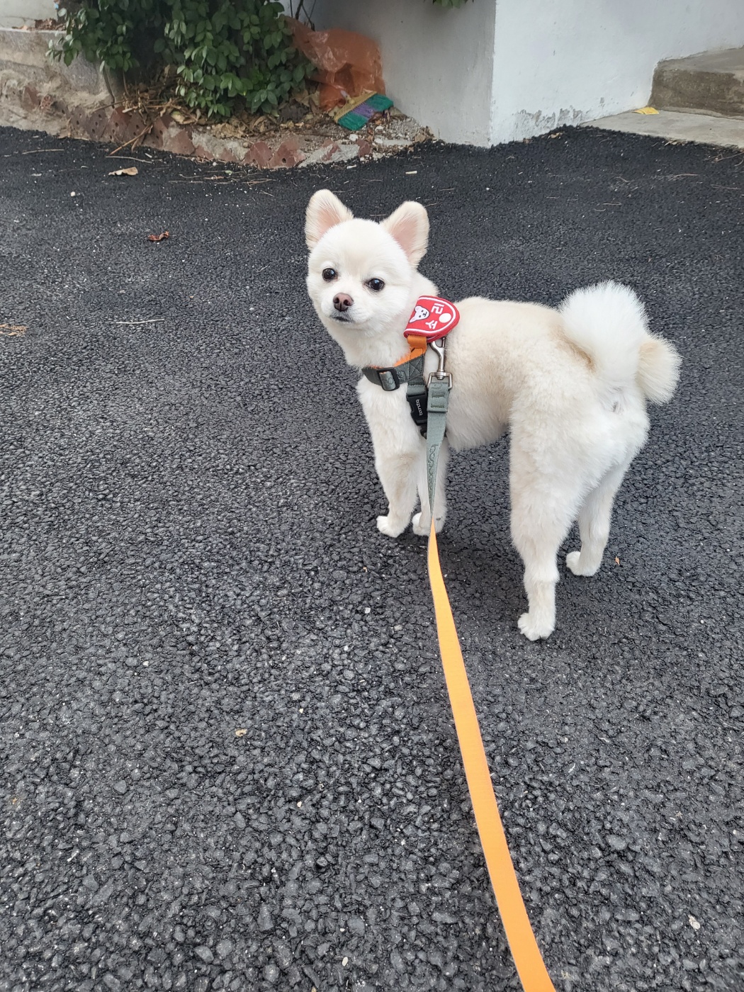 소리(구 소령이) 가족된지 1년째!