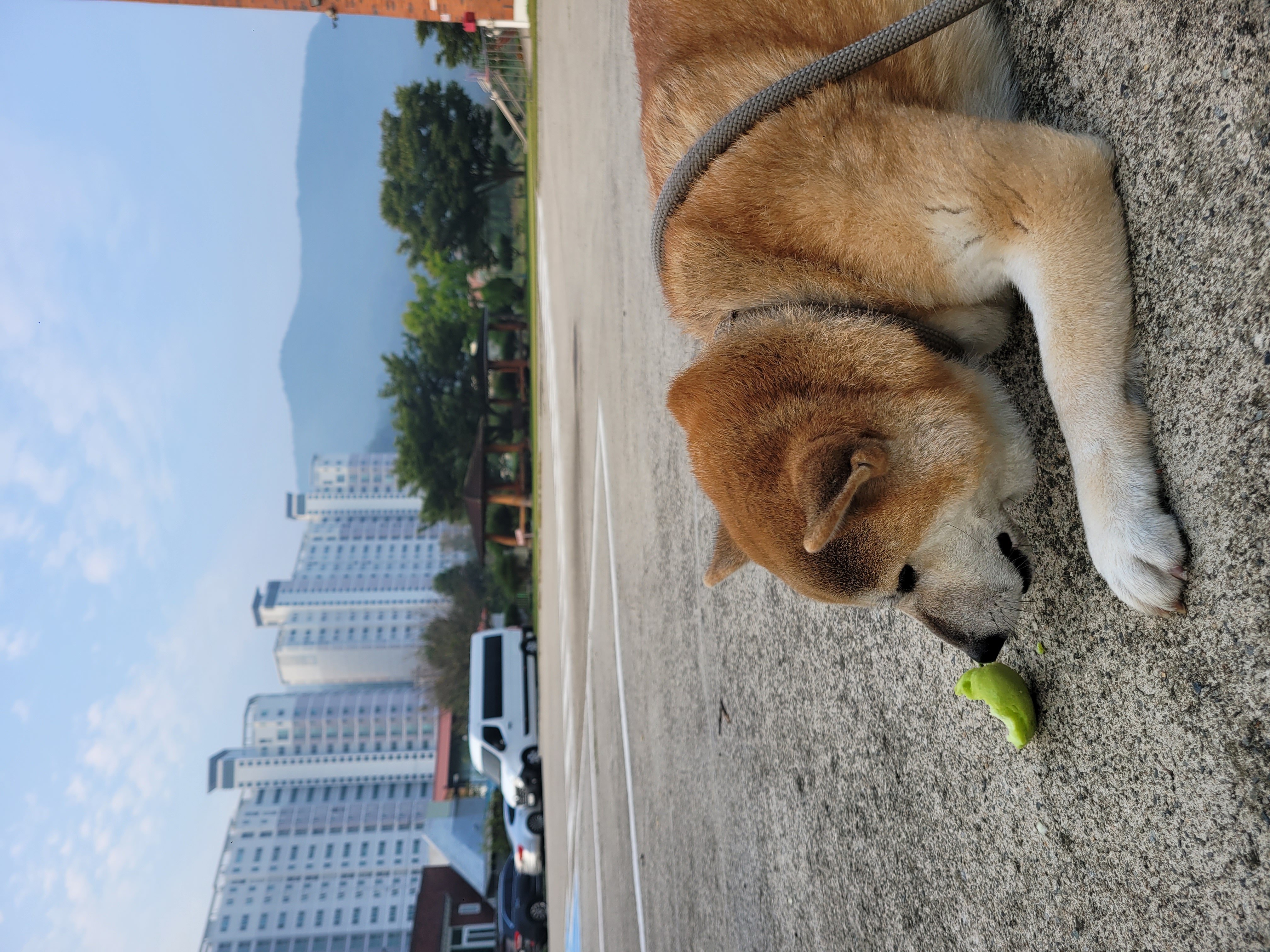 보령 뚱이(뚱땅)와 함께한 1년