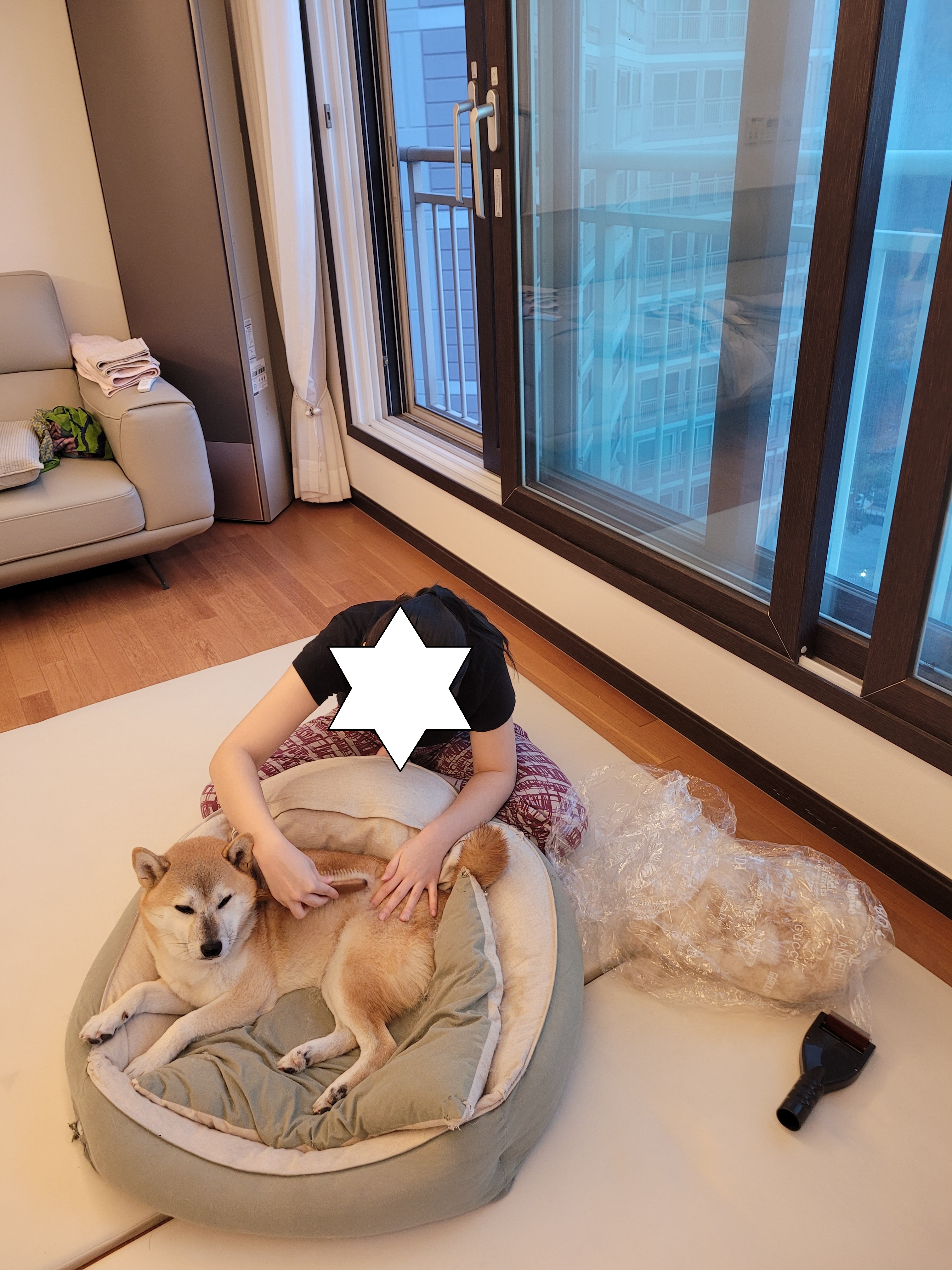 보령 뚱이(뚱땅)와 함께한 1년