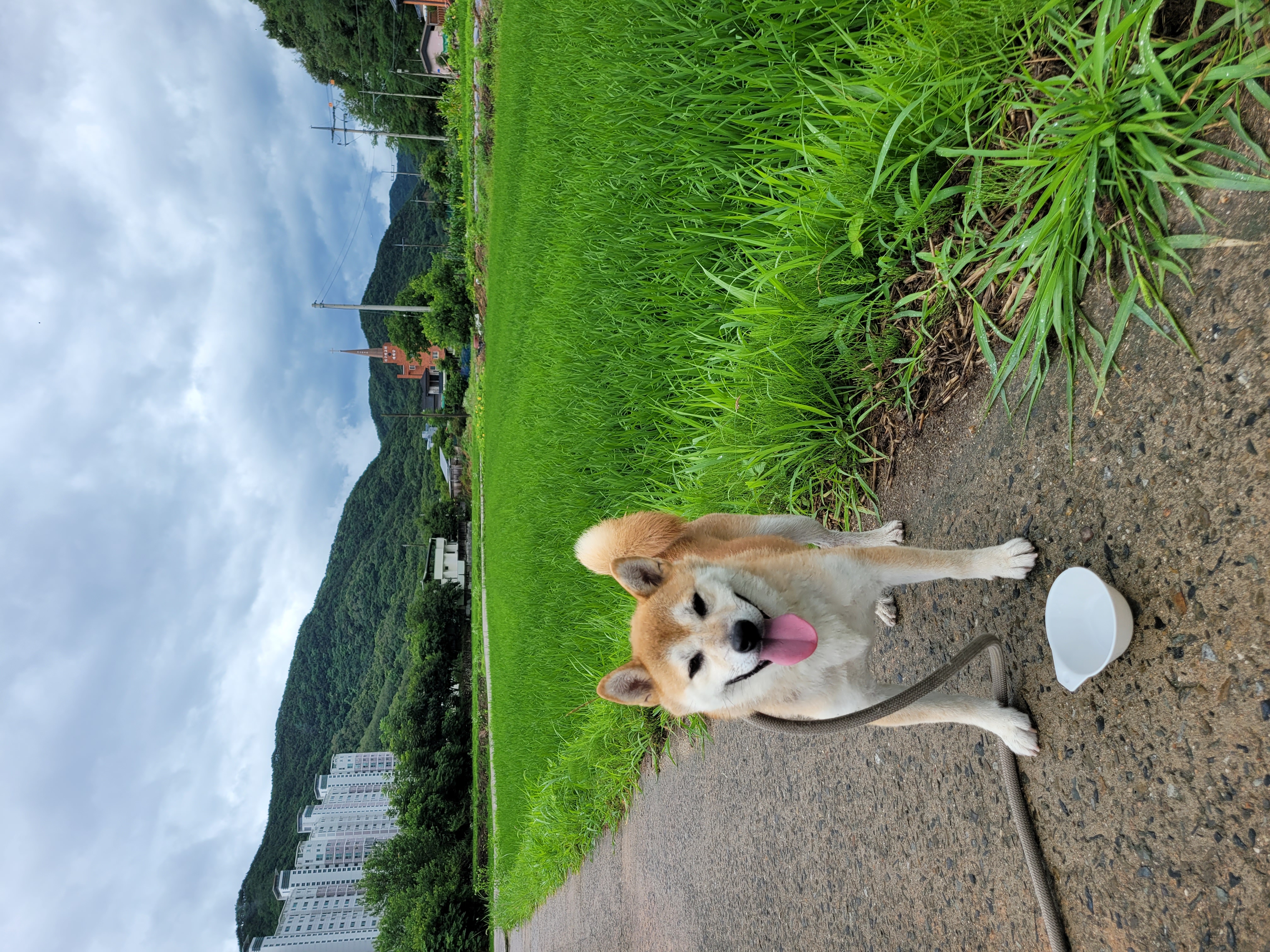 보령 뚱이(뚱땅)와 함께한 1년