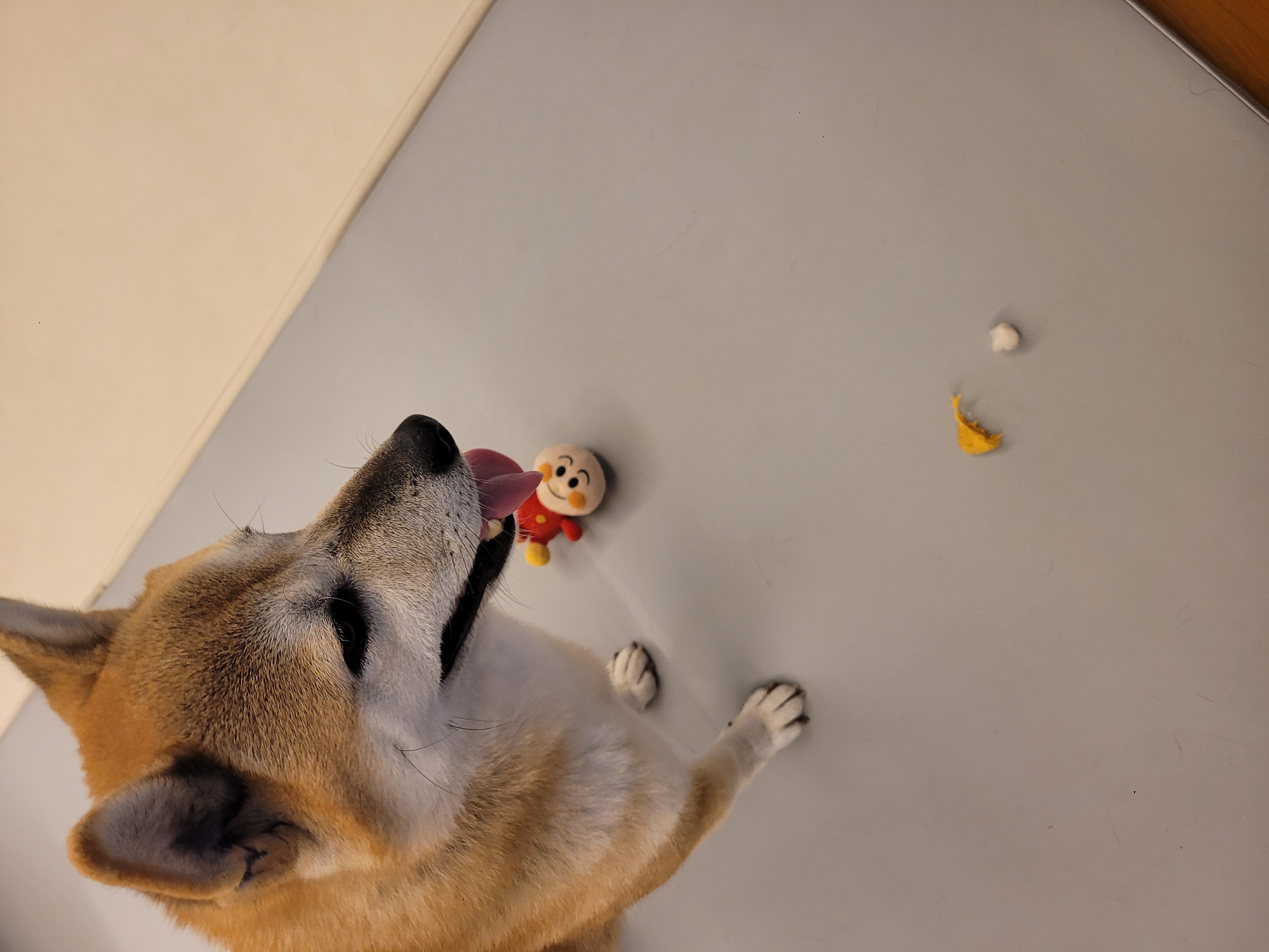 보령 뚱이(뚱땅)와 함께한 1년