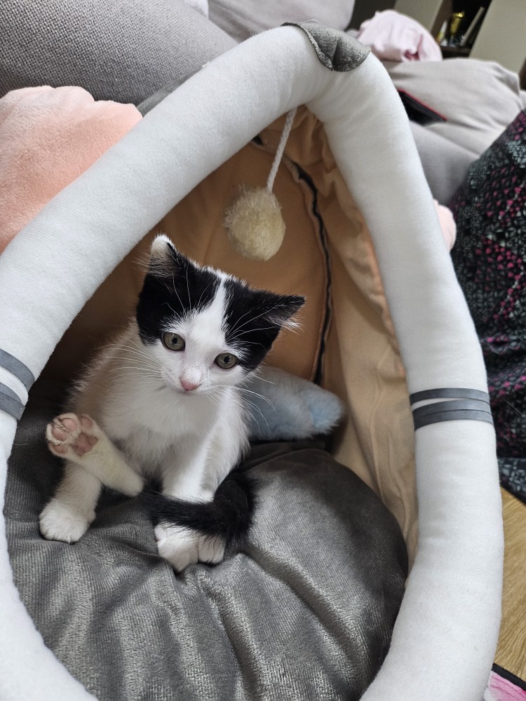 입양 일주일 된 콩이(귀돌이)를 소개합니다