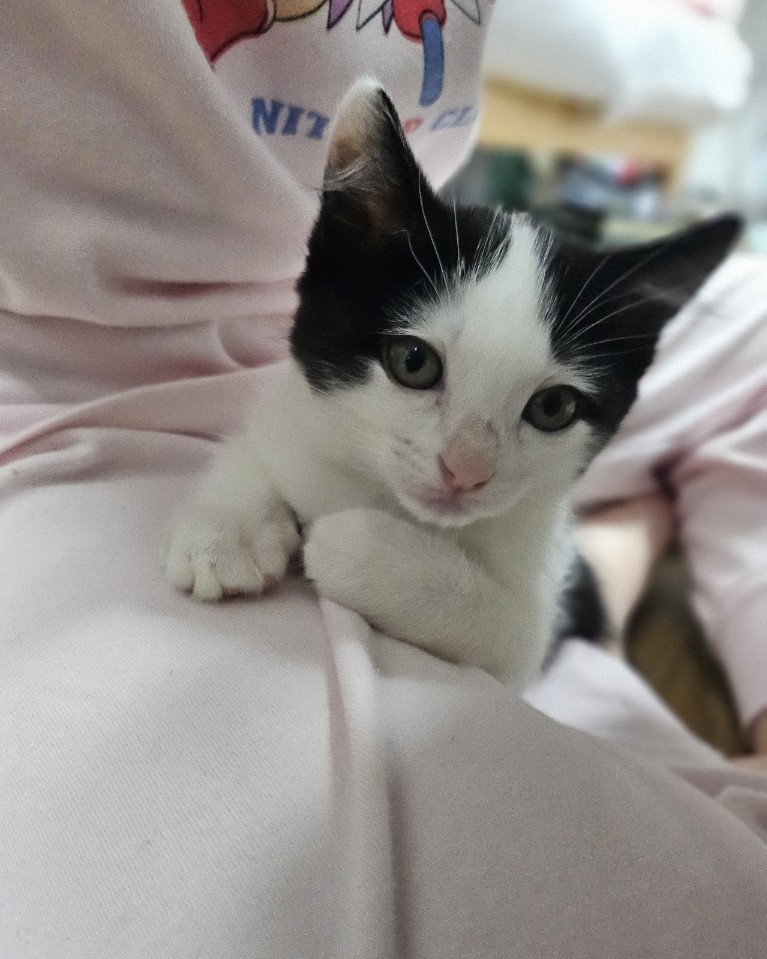 입양 일주일 된 콩이(귀돌이)를 소개합니다