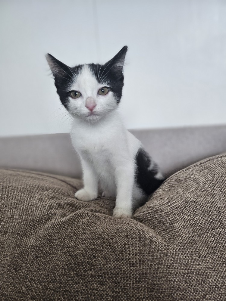 입양 일주일 된 콩이(귀돌이)를 소개합니다