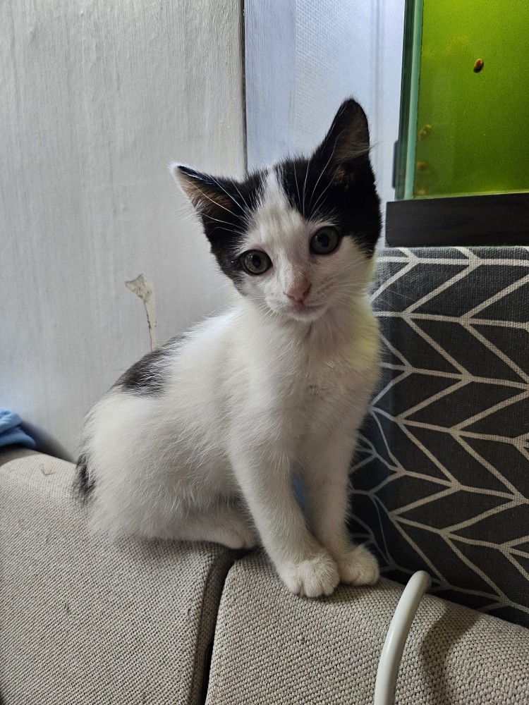 입양 일주일 된 콩이(귀돌이)를 소개합니다