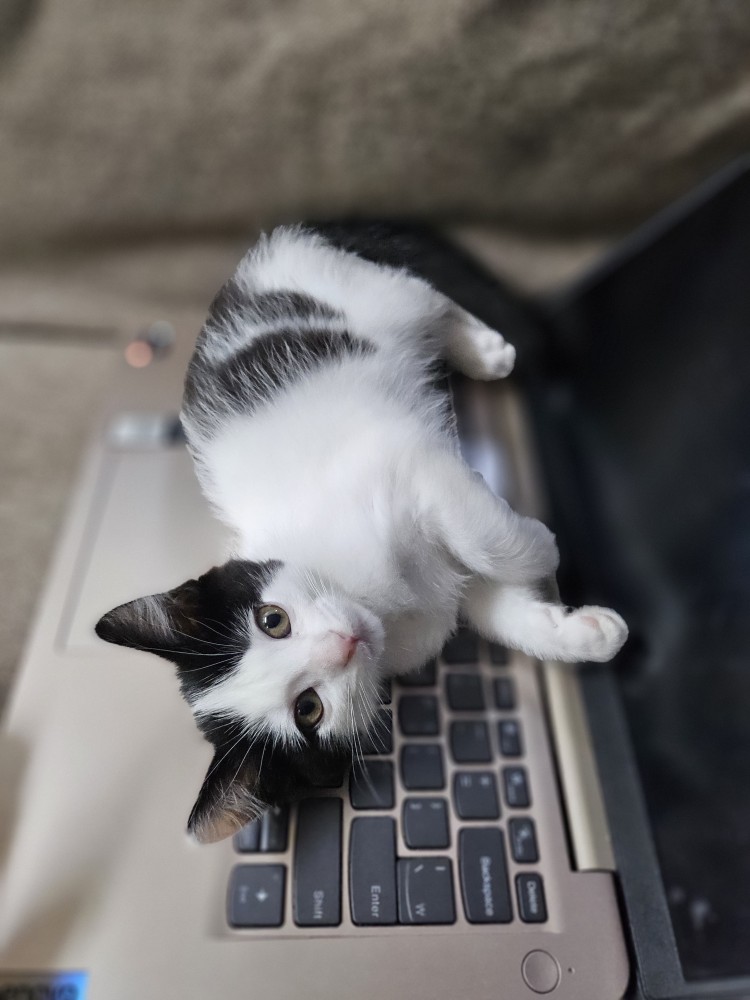 입양 일주일 된 콩이(귀돌이)를 소개합니다