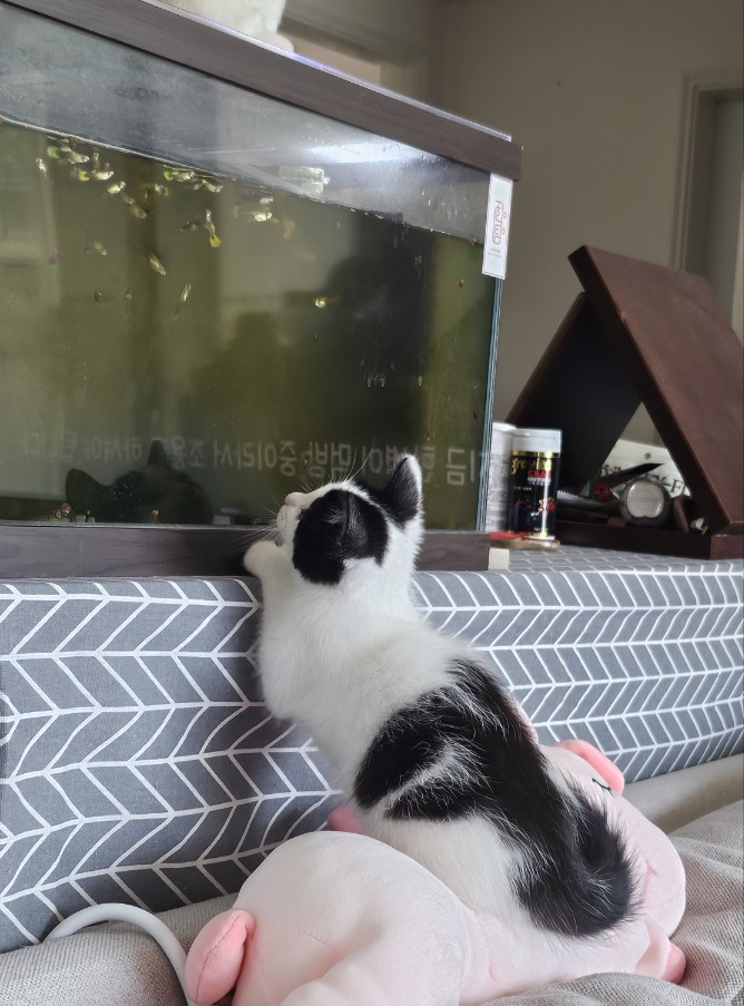 입양 일주일 된 콩이(귀돌이)를 소개합니다