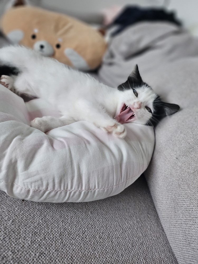 입양 일주일 된 콩이(귀돌이)를 소개합니다