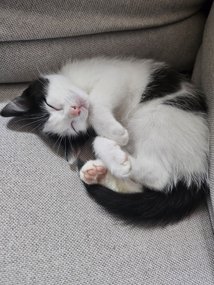 입양 일주일 된 콩이(귀돌이)를 소개합니다