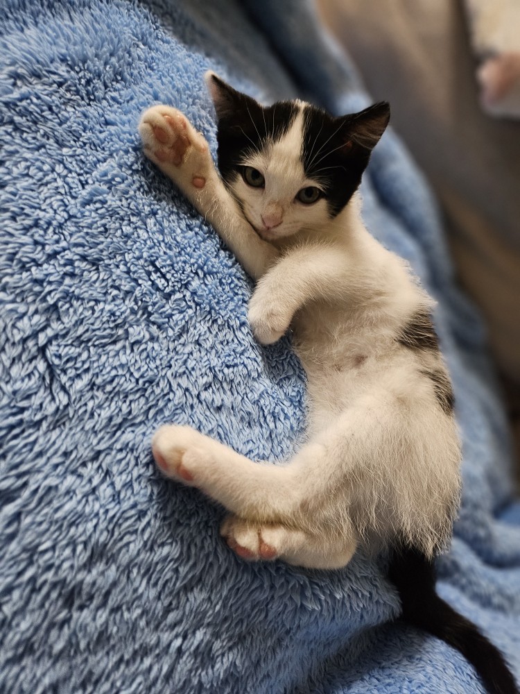 입양 일주일 된 콩이(귀돌이)를 소개합니다