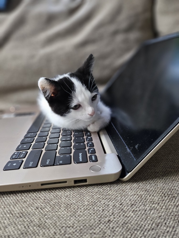 입양 일주일 된 콩이(귀돌이)를 소개합니다