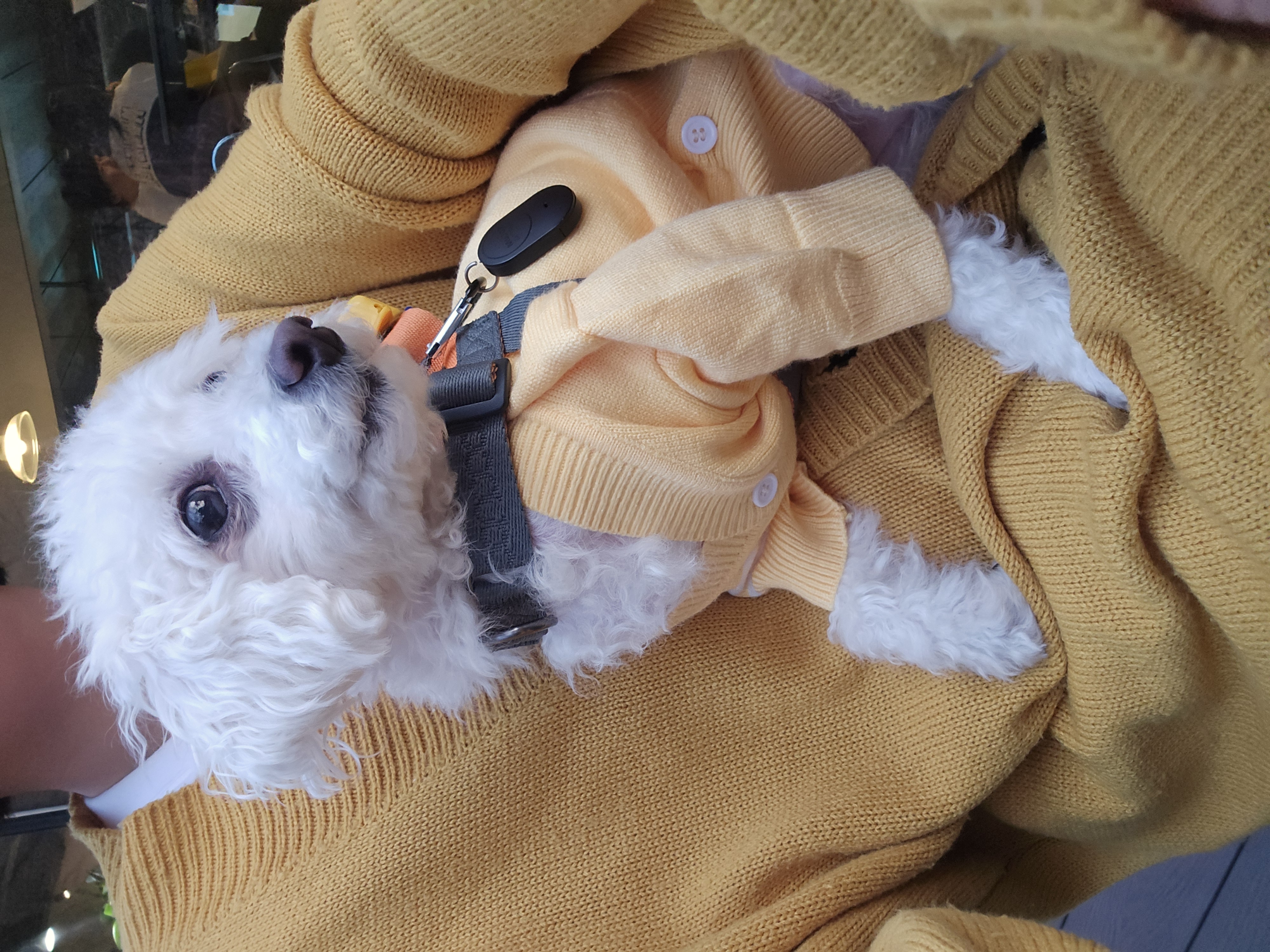 다동이(푸즈)와의 일년