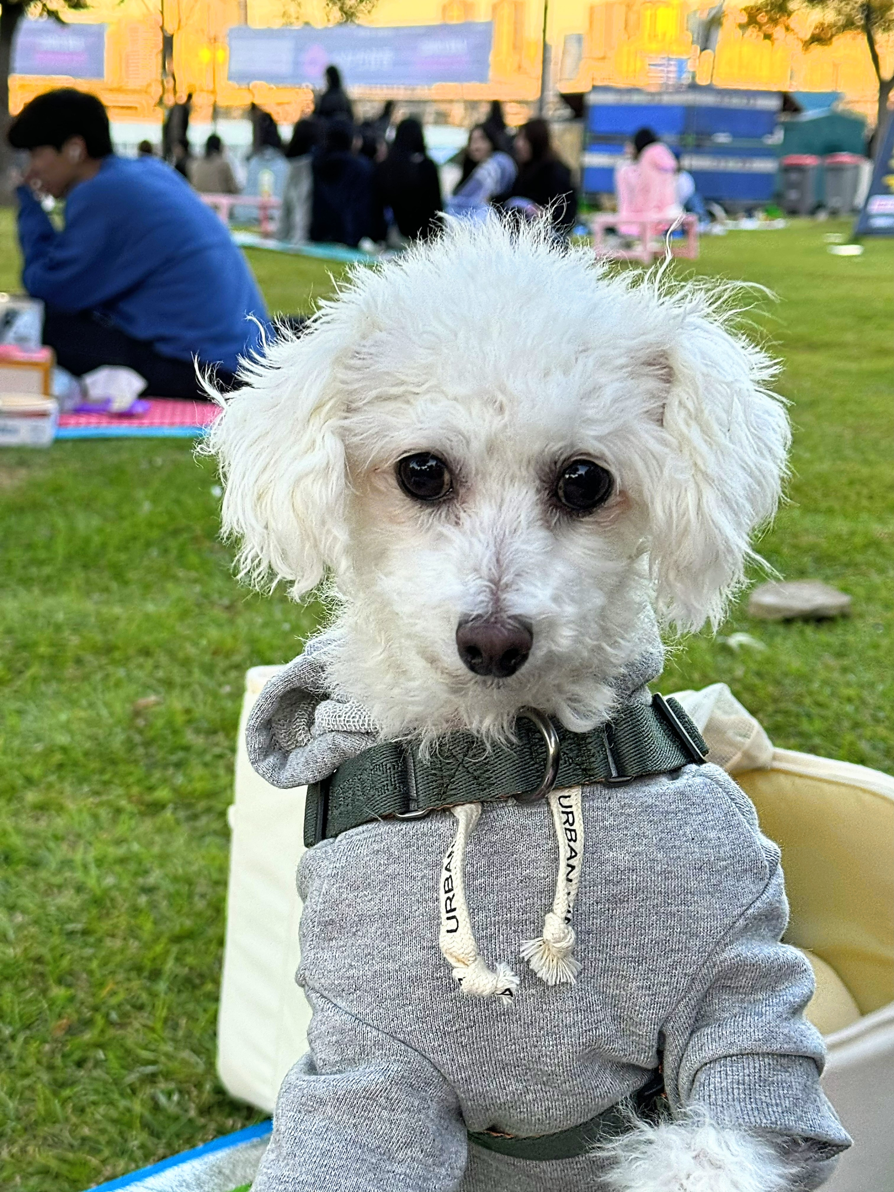 다동이(푸즈)와의 일년