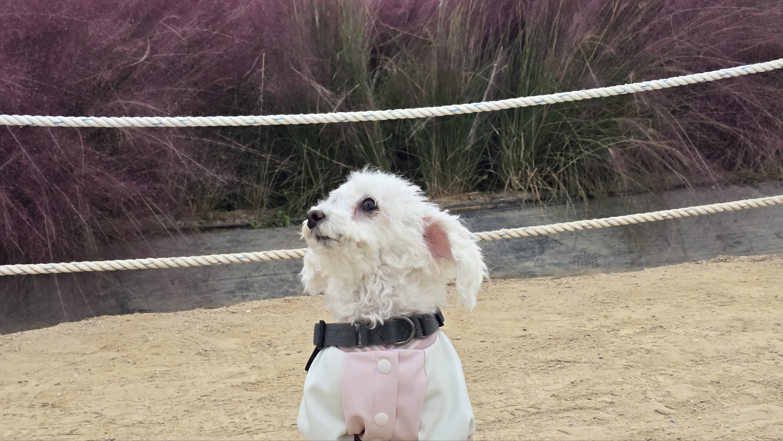 다동이(푸즈)와의 일년