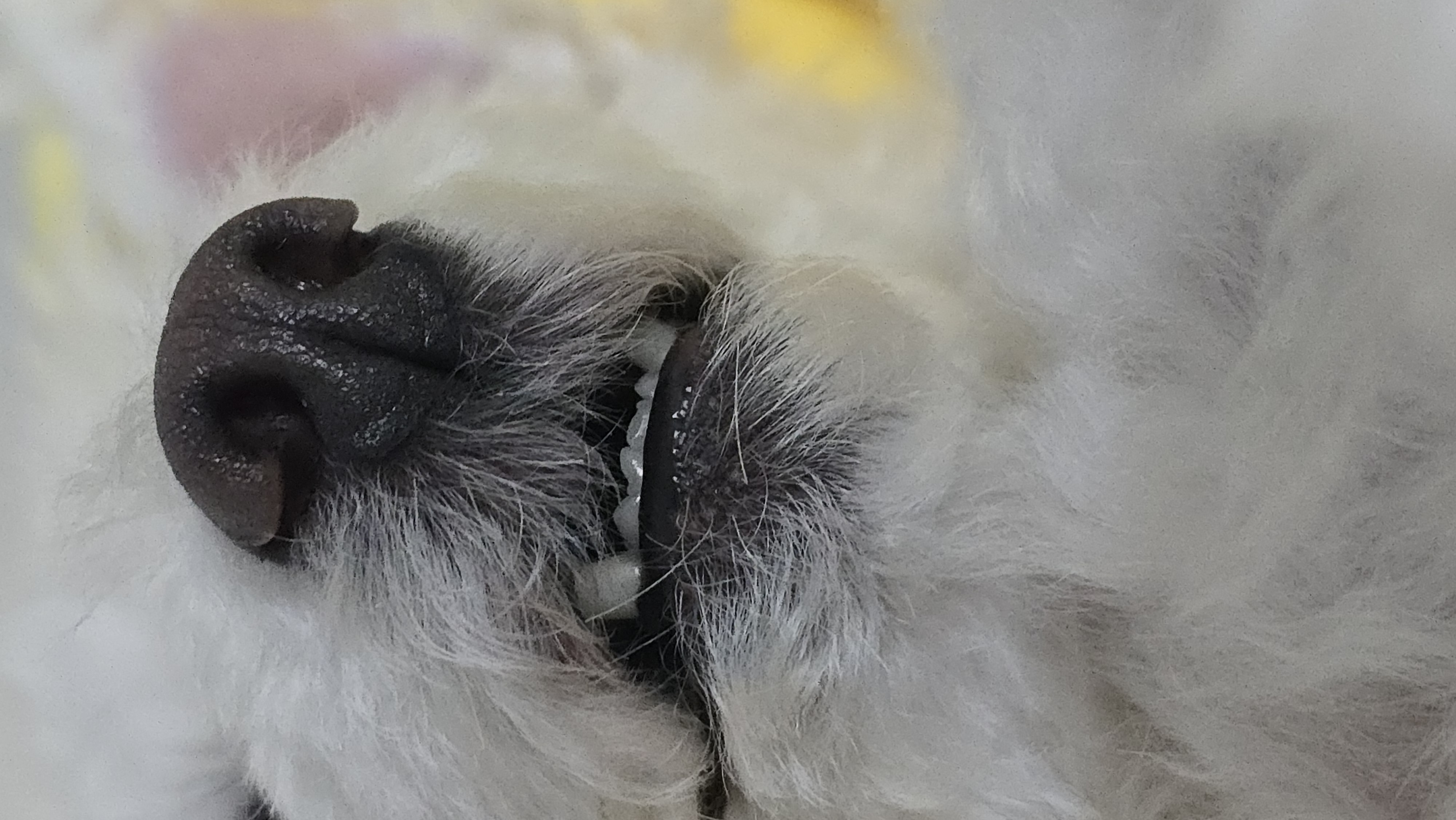 다동이(푸즈)와의 일년