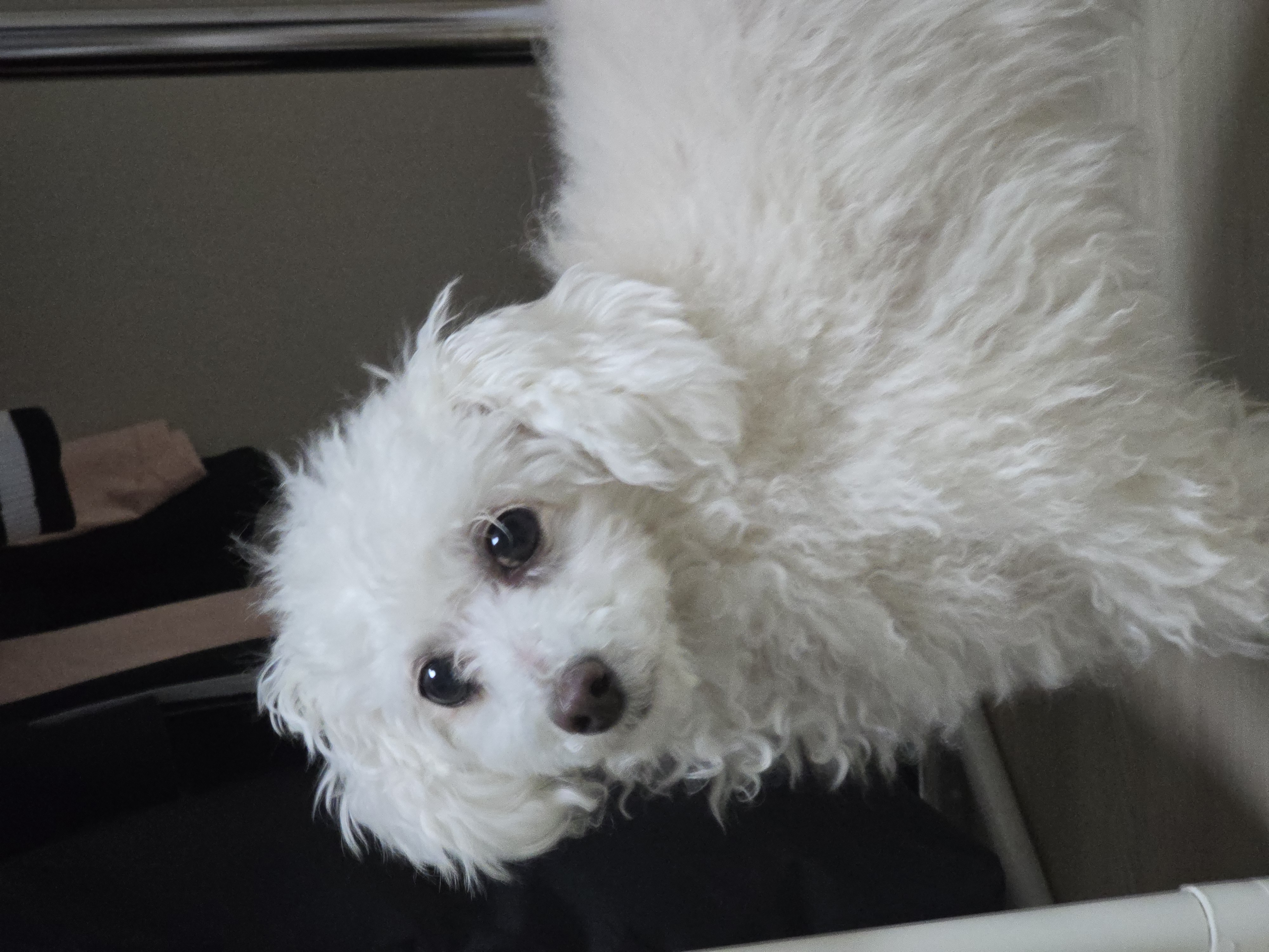 다동이(푸즈)와의 일년