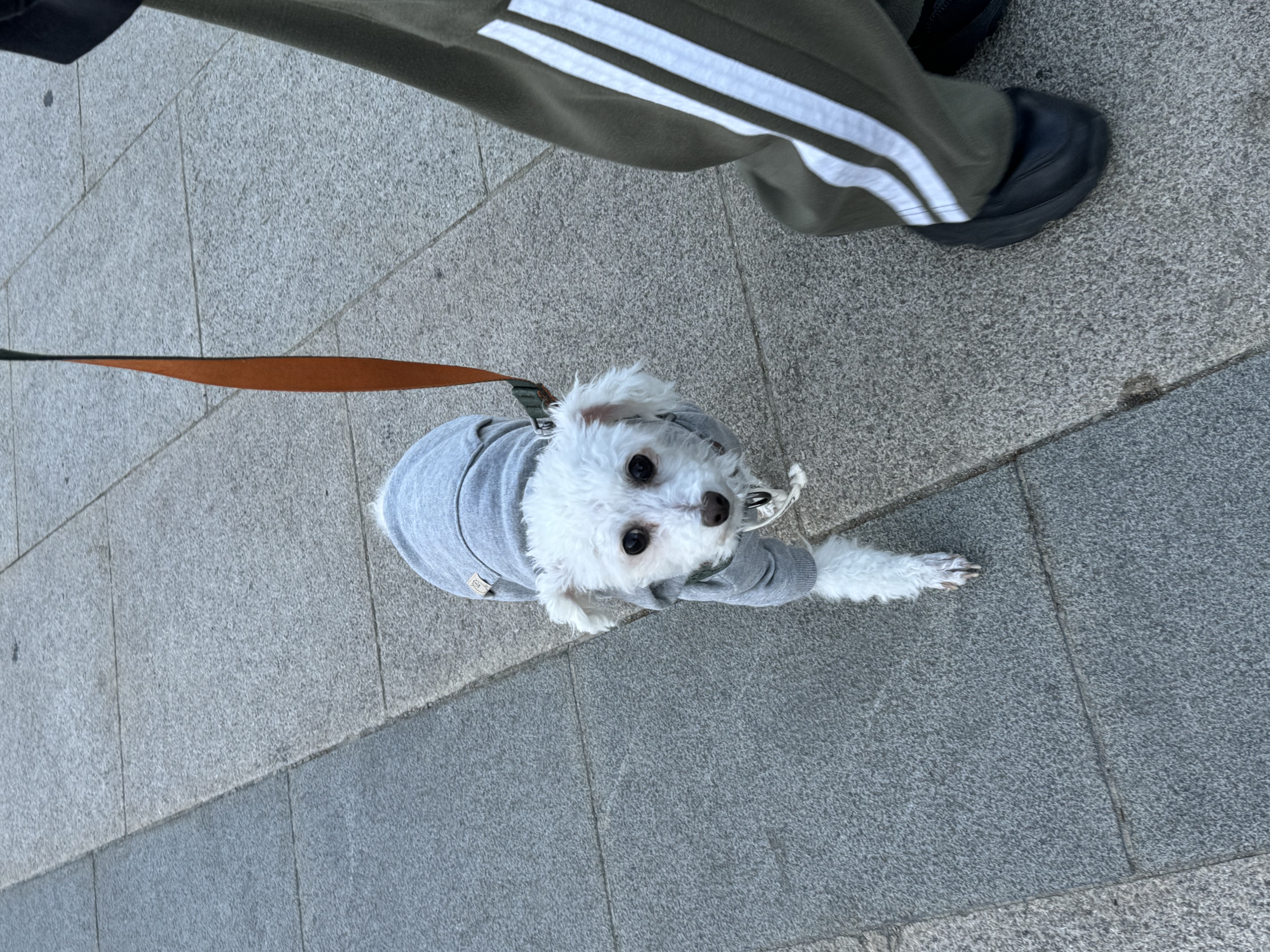 다동이(푸즈)와의 일년