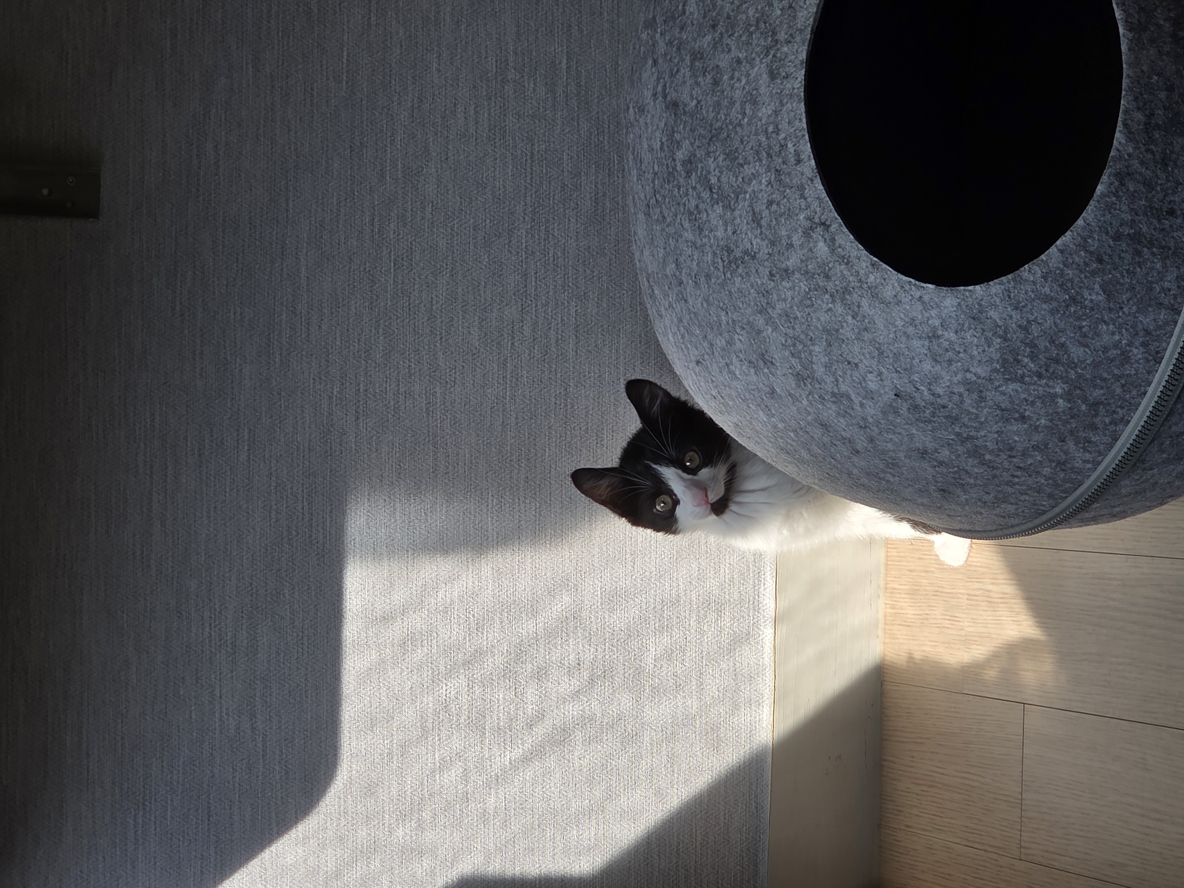 입양 일주일 된 잉크(턱이) 소식 전합니다!