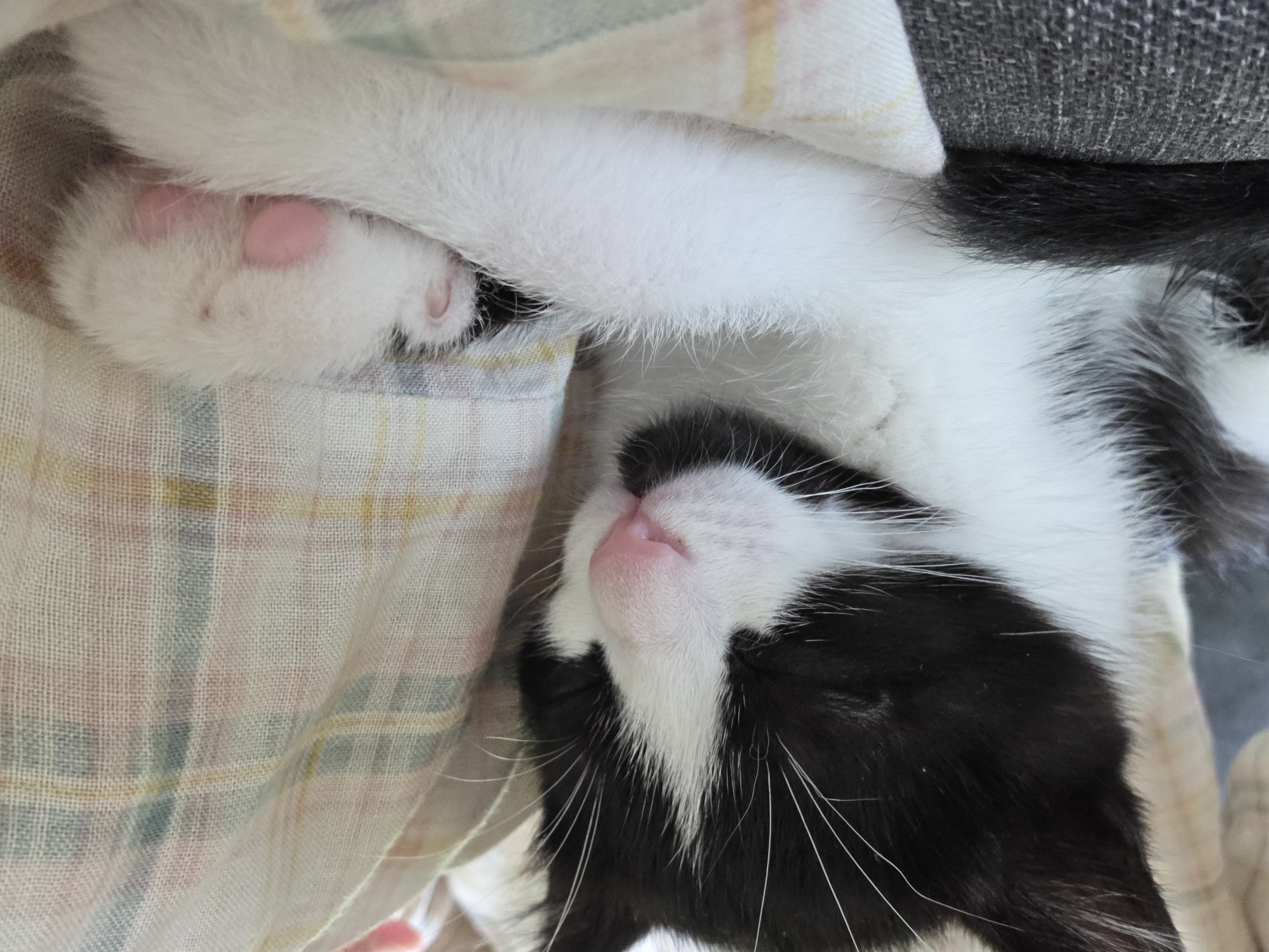 입양 일주일 된 잉크(턱이) 소식 전합니다!