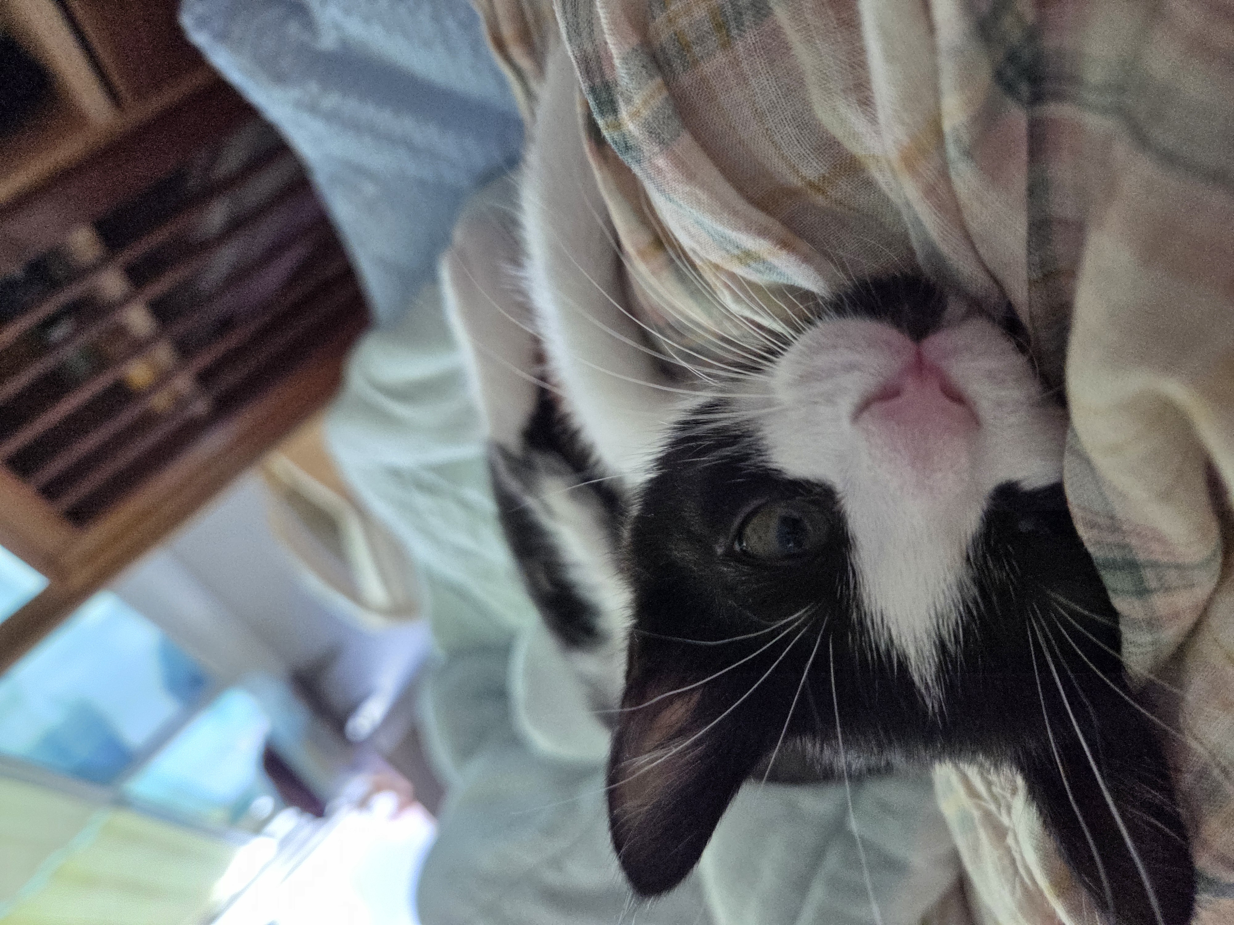 입양 일주일 된 잉크(턱이) 소식 전합니다!