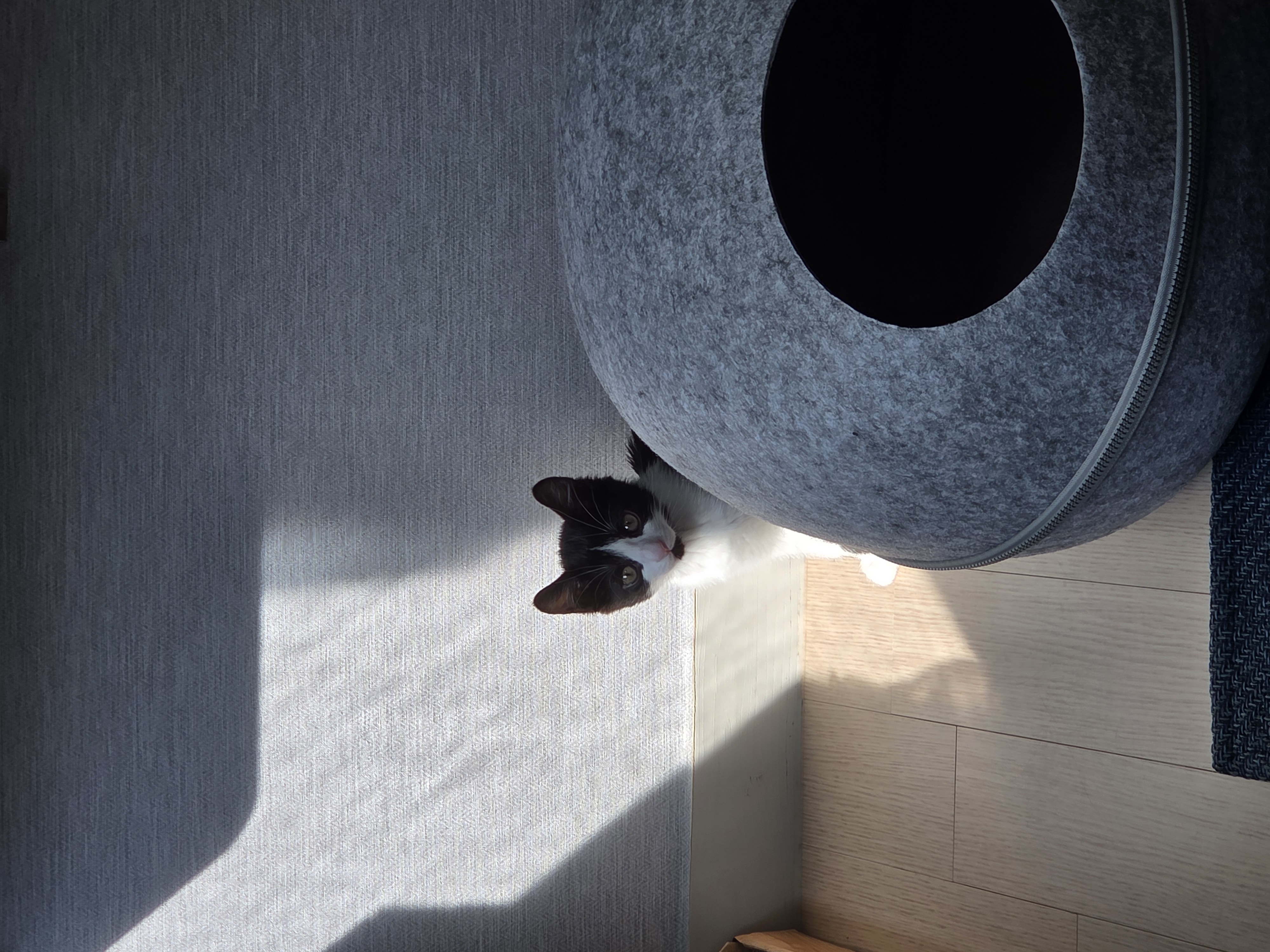 입양 일주일 된 잉크(턱이) 소식 전합니다!