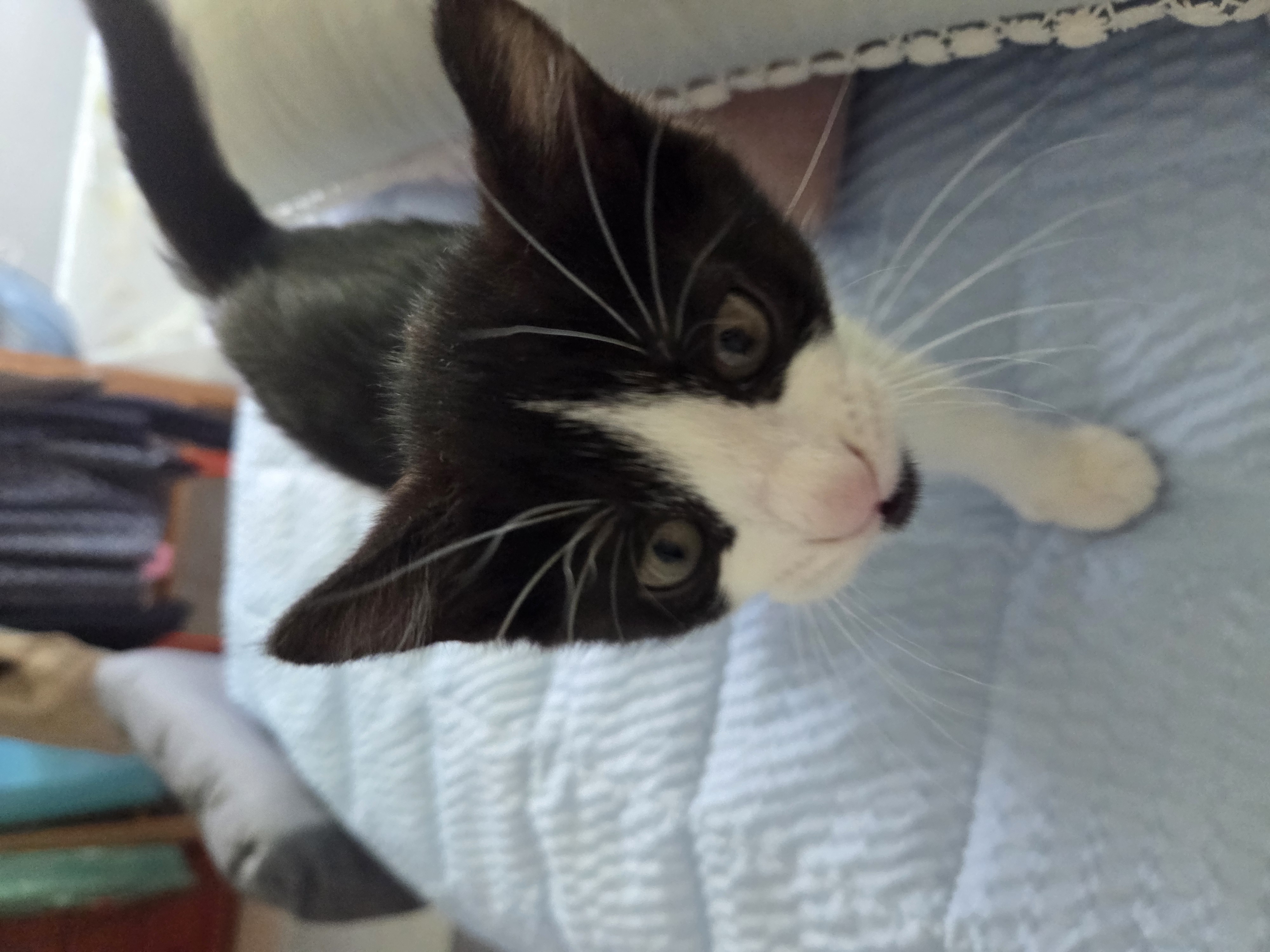 입양 일주일 된 잉크(턱이) 소식 전합니다!