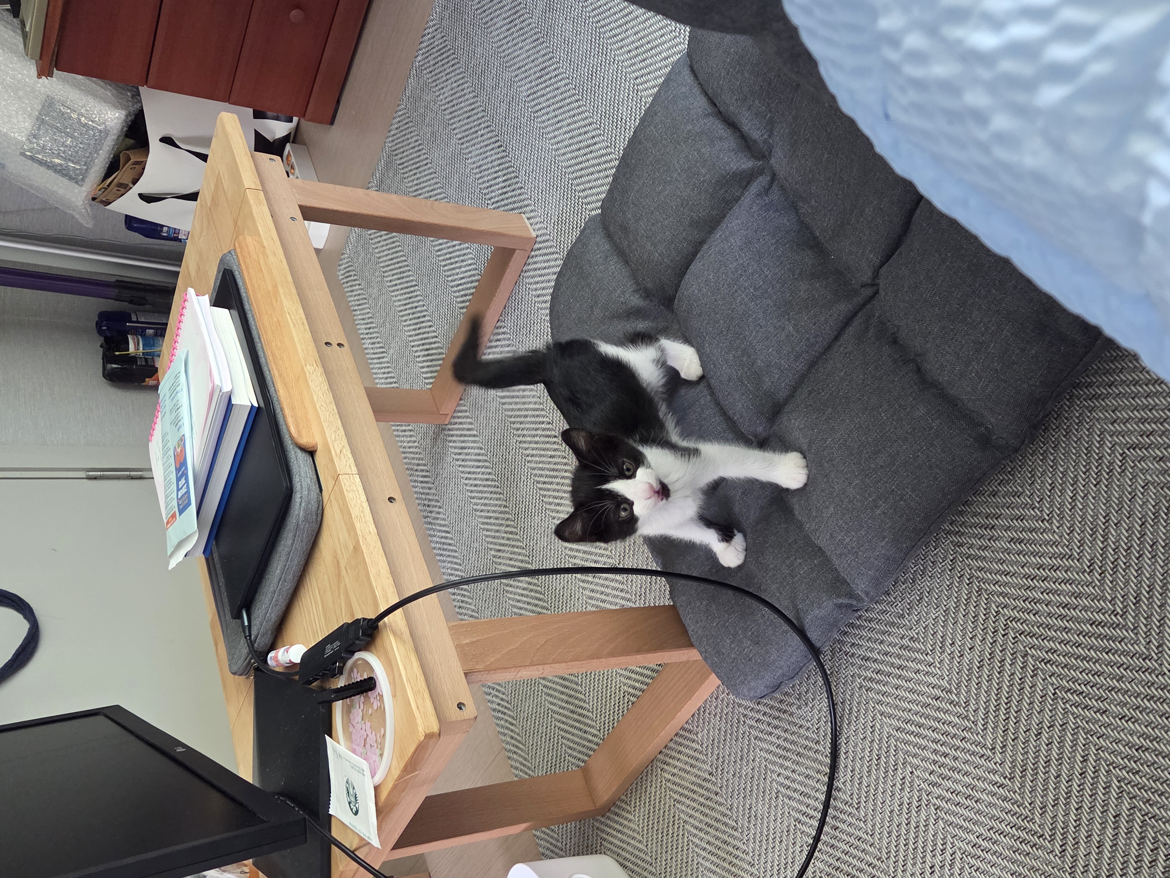 입양 일주일 된 잉크(턱이) 소식 전합니다!