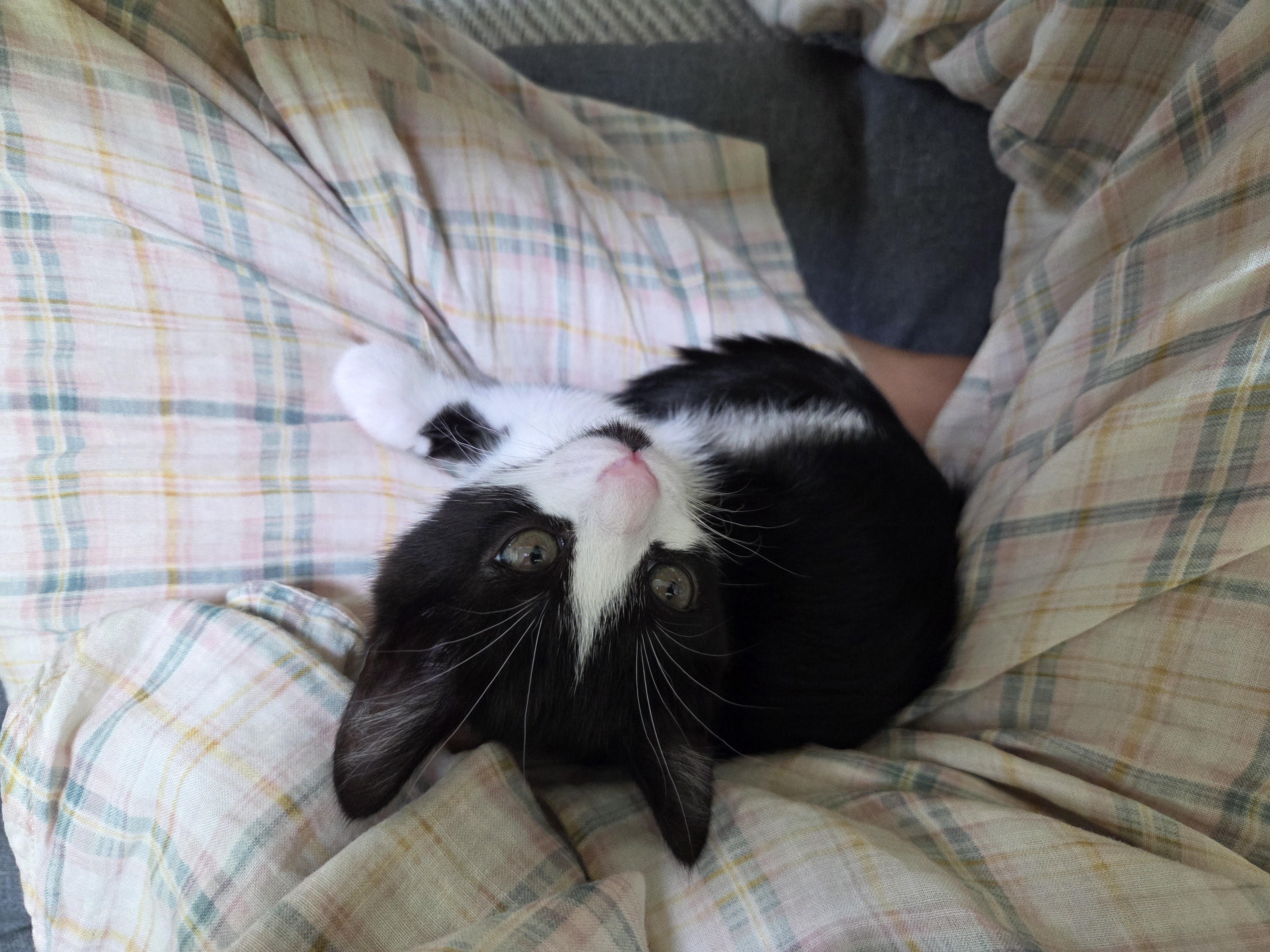 입양 일주일 된 잉크(턱이) 소식 전합니다!