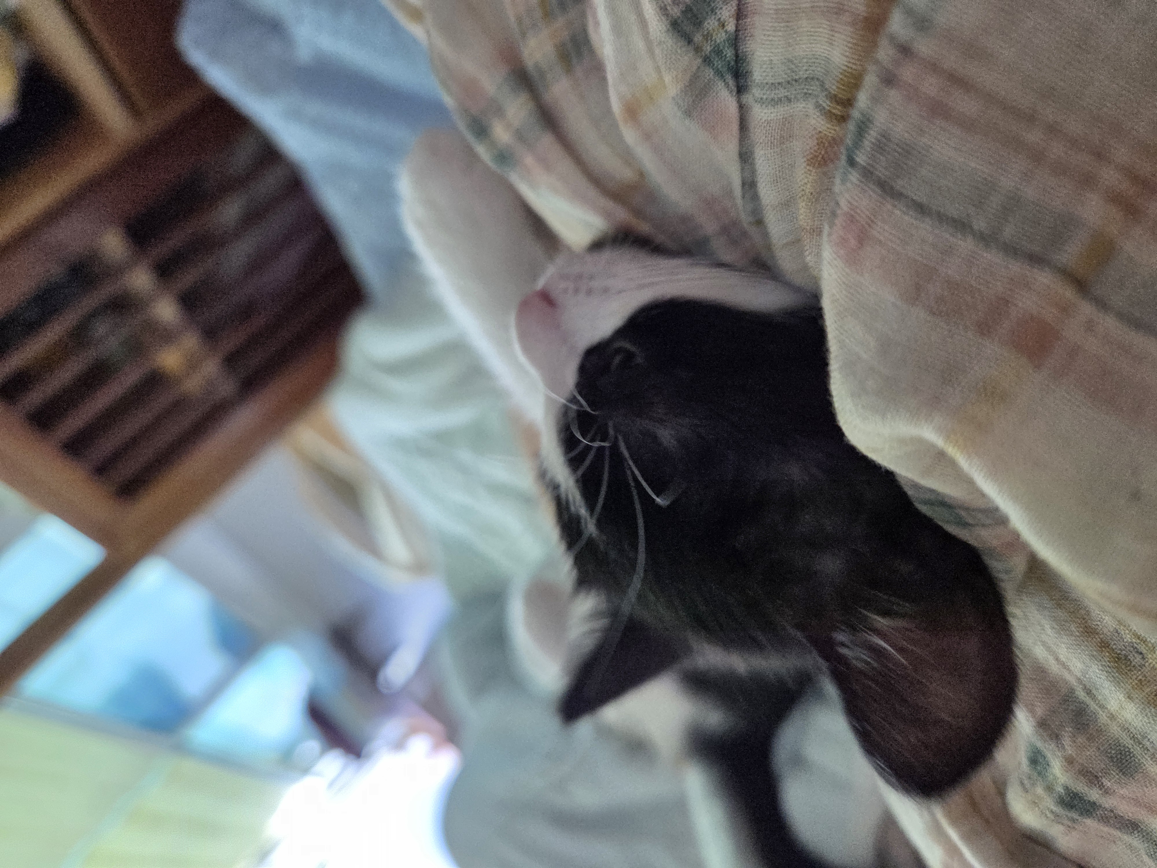 입양 일주일 된 잉크(턱이) 소식 전합니다!