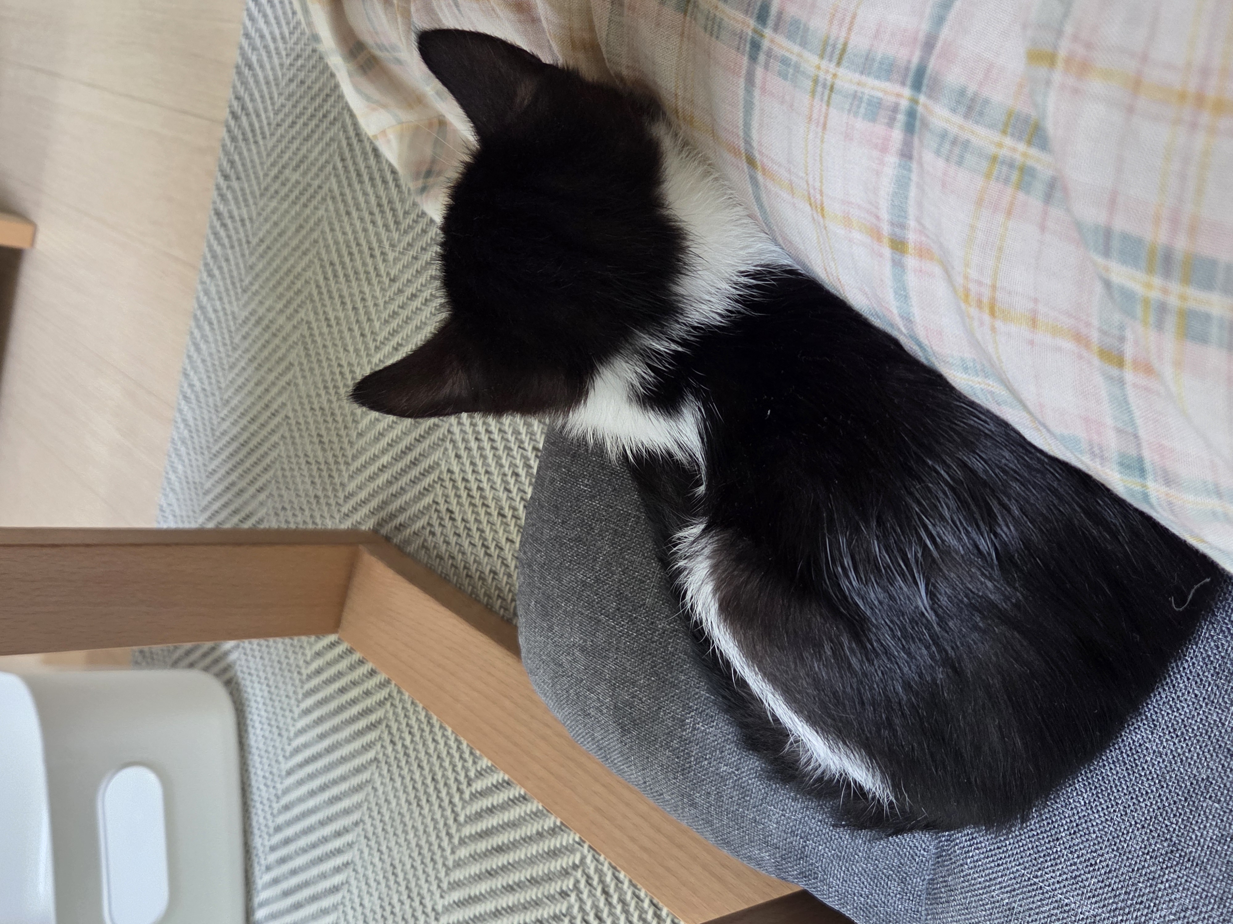 입양 일주일 된 잉크(턱이) 소식 전합니다!