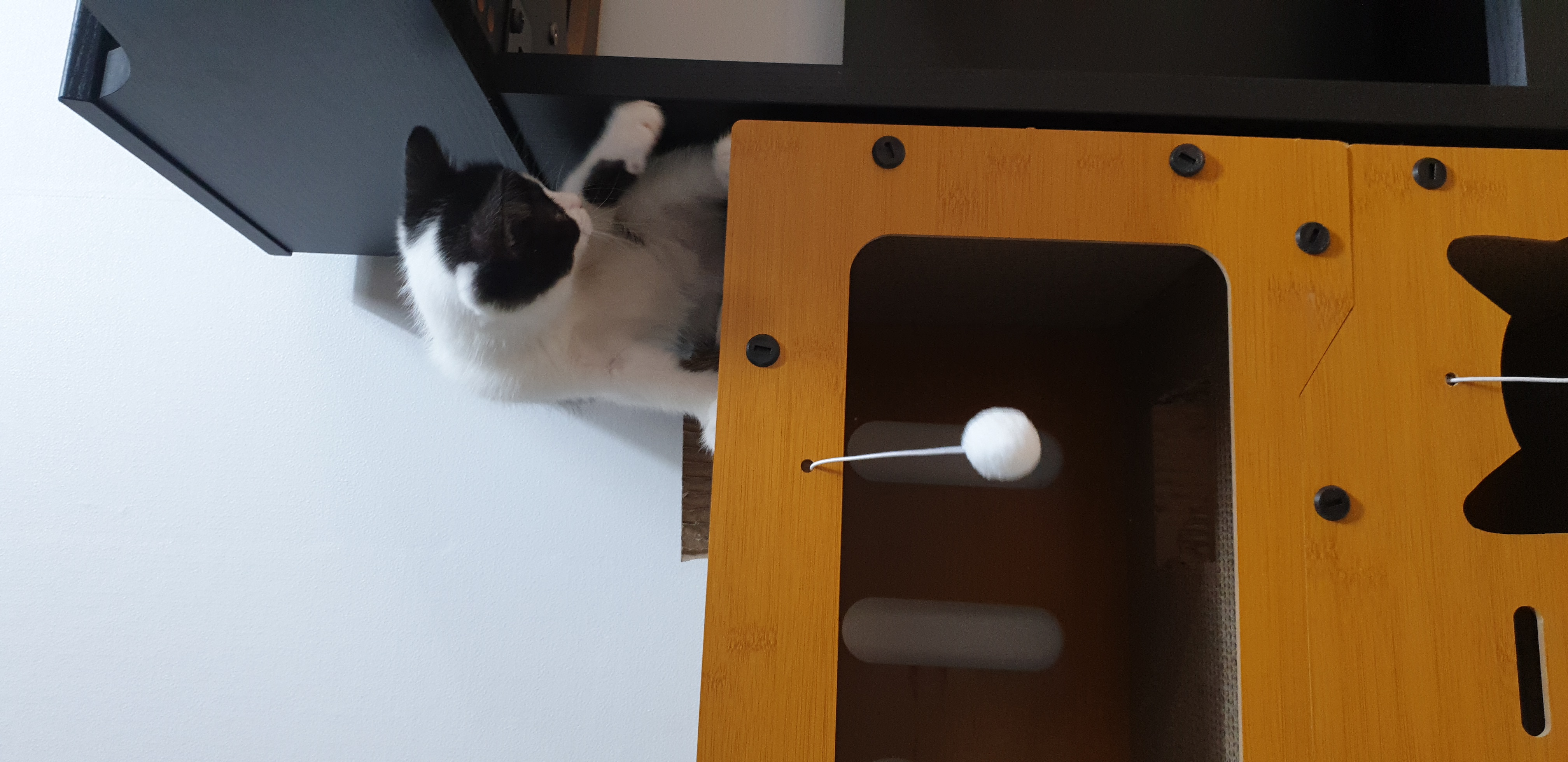 안녕하세요, 요~다 입니다. (초록이)