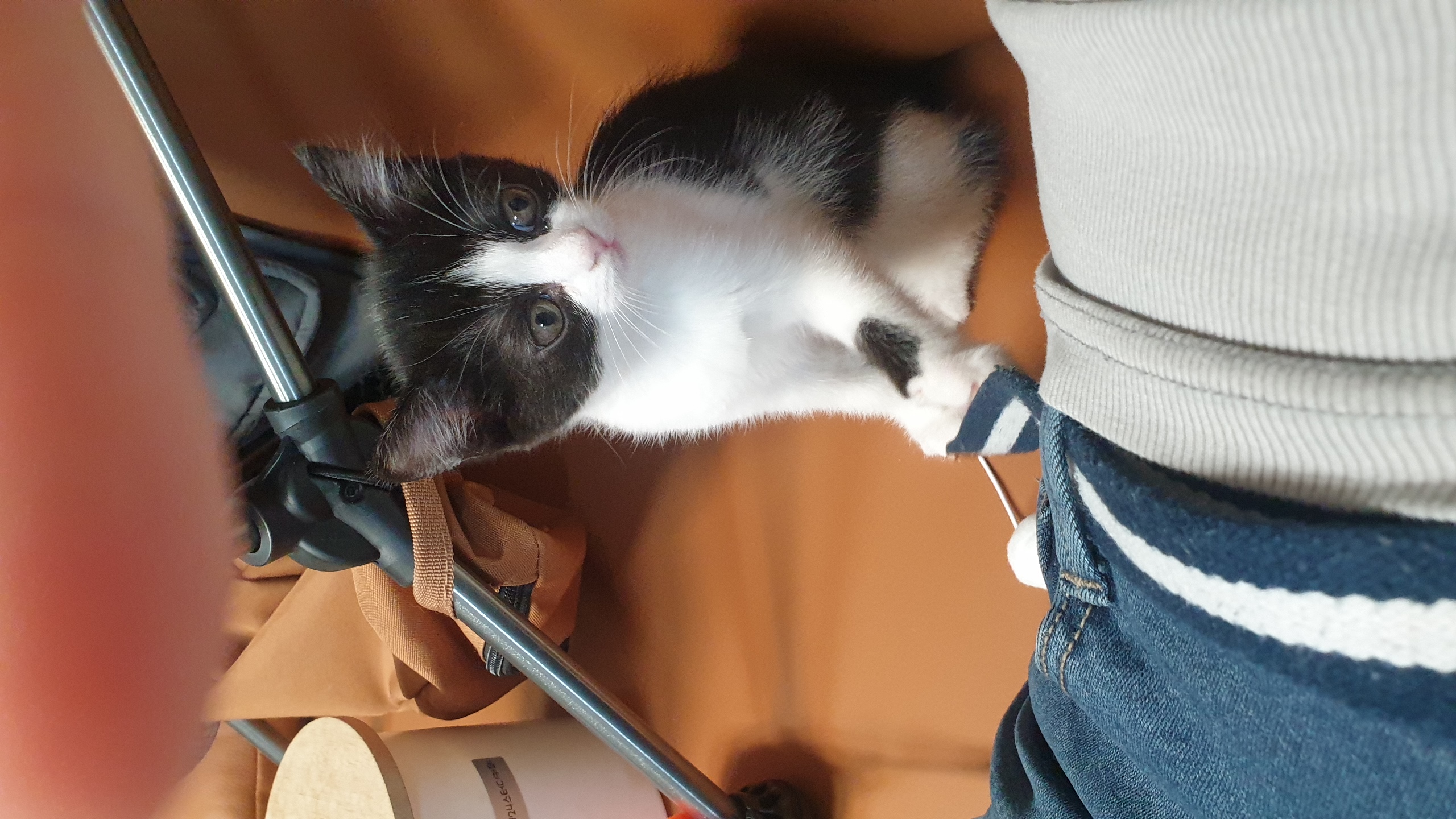 안녕하세요, 요~다 입니다. (초록이)