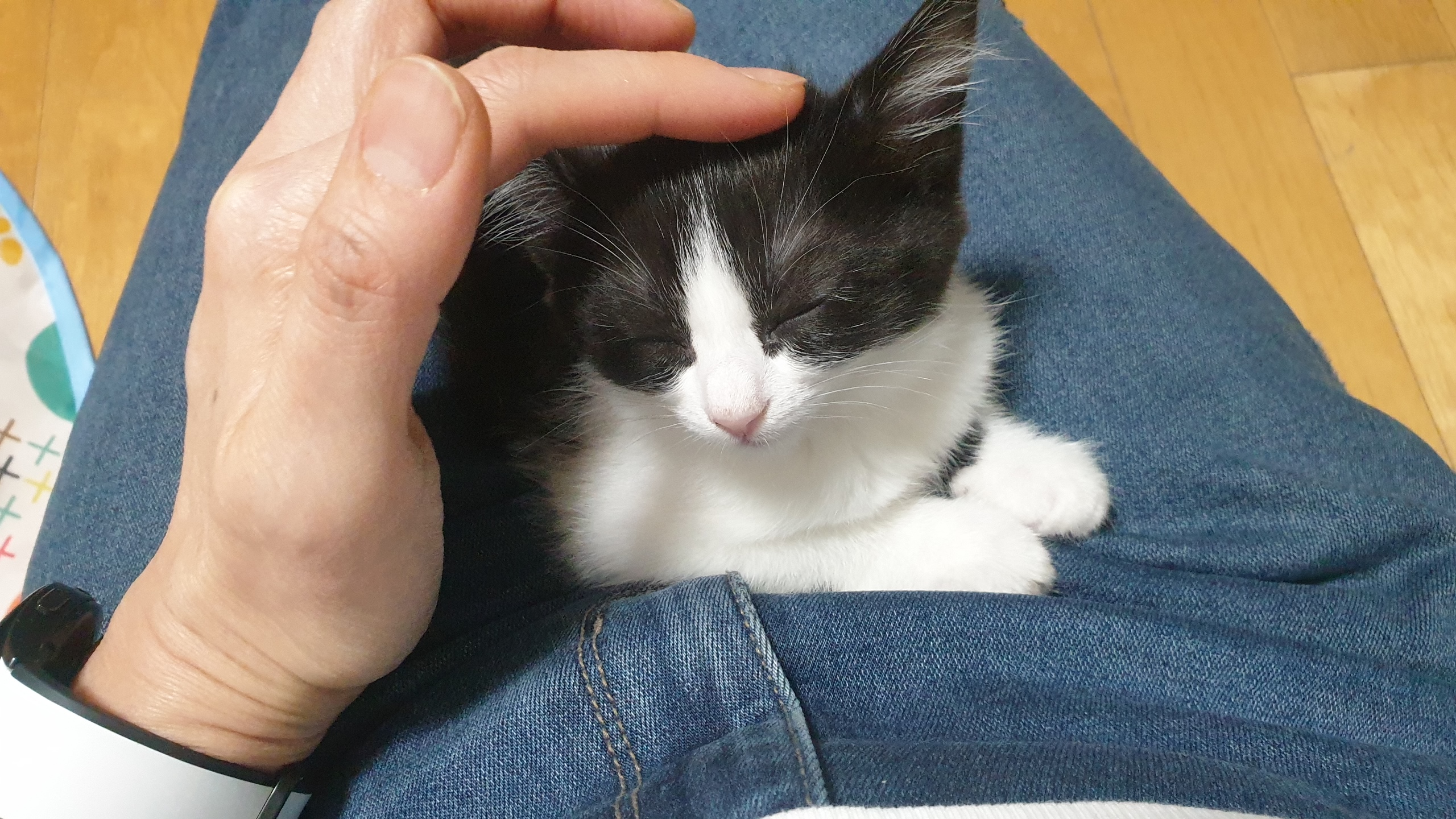 안녕하세요, 요~다 입니다. (초록이)