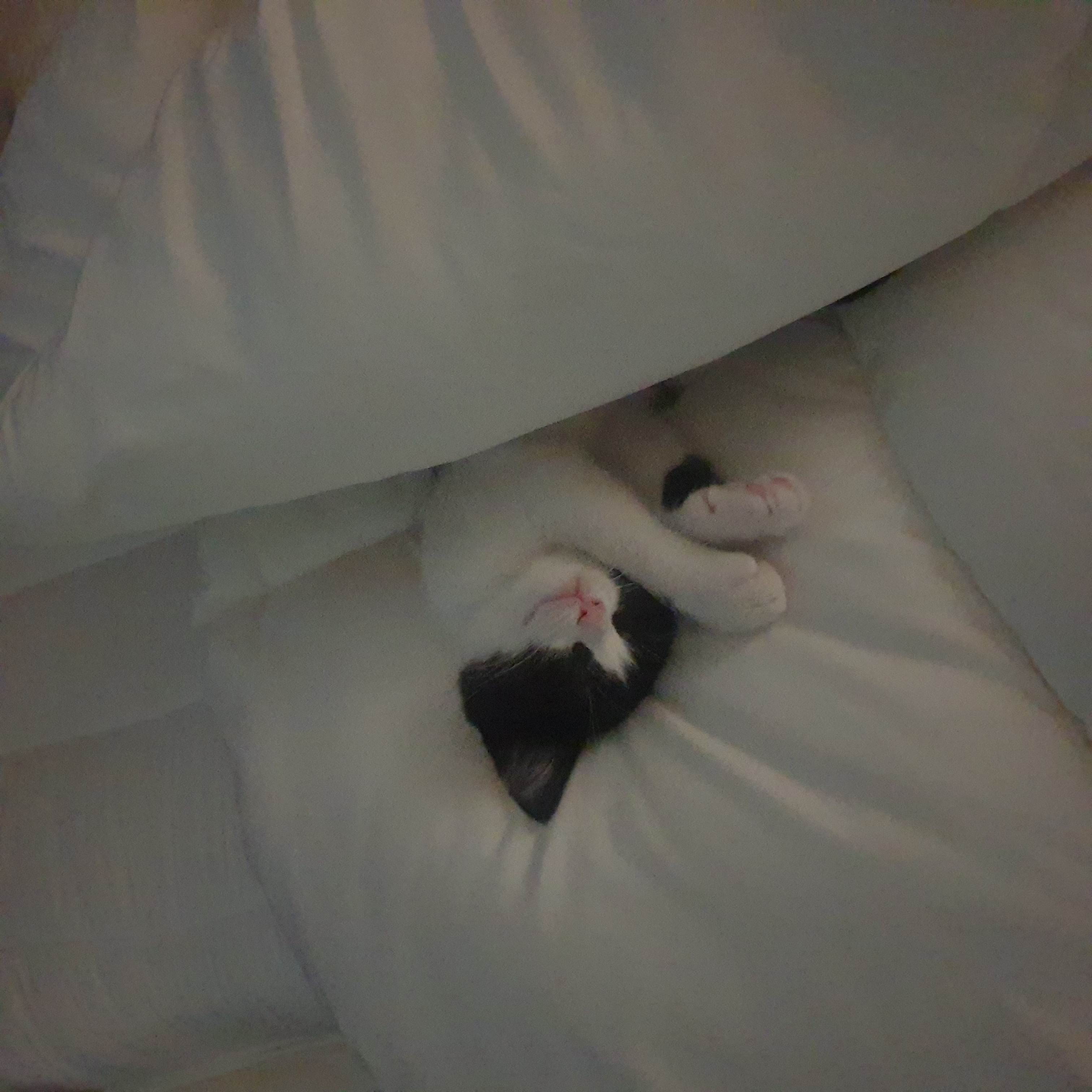 안녕하세요, 요~다 입니다. (초록이)