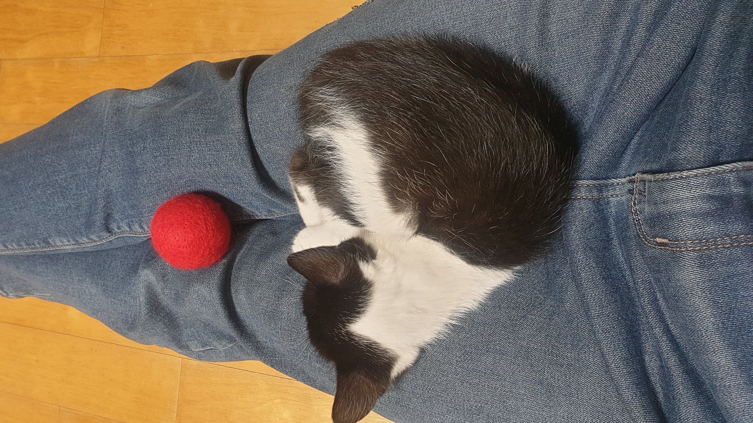 안녕하세요, 요~다 입니다. (초록이)