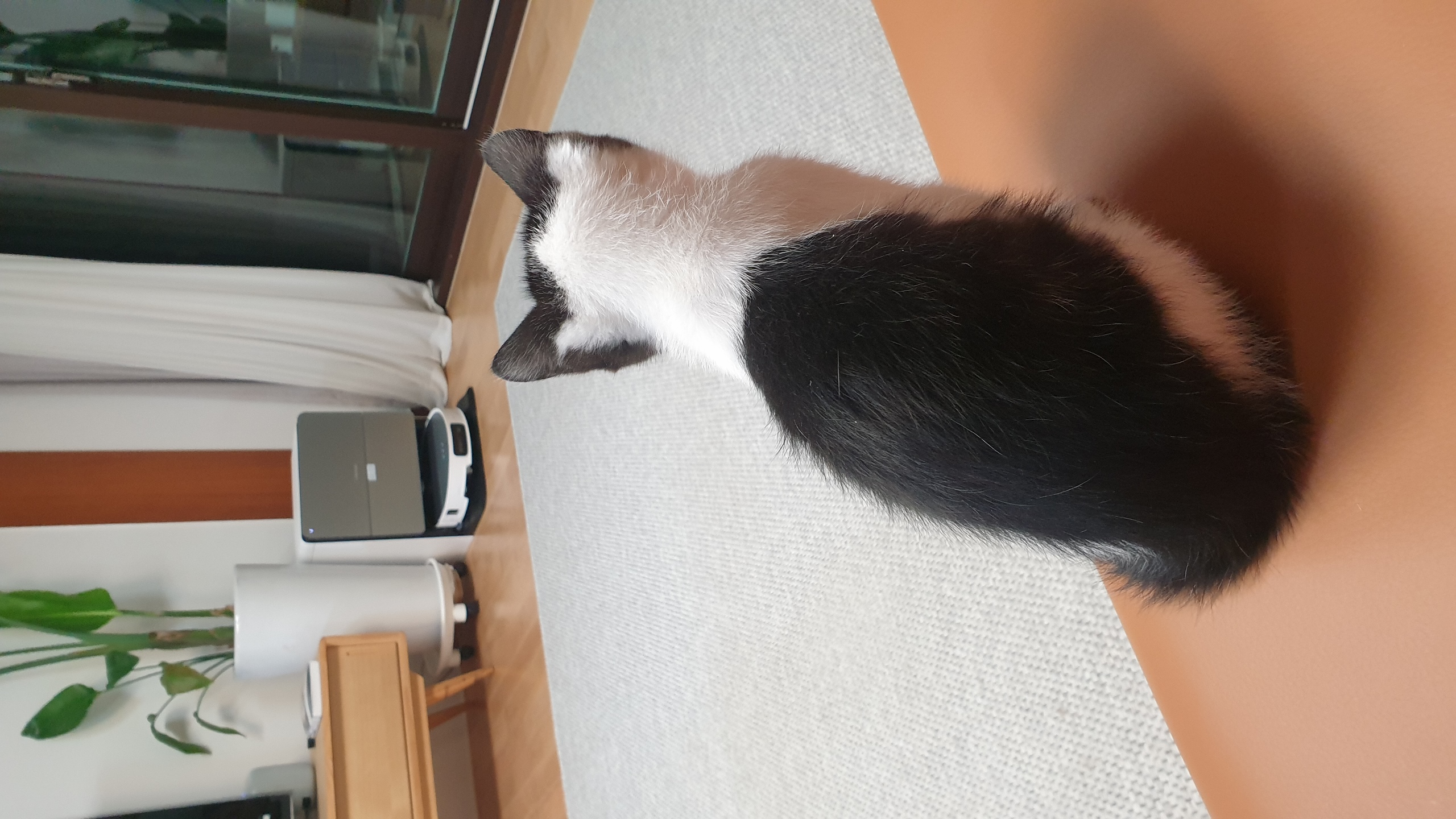 안녕하세요, 요~다 입니다. (초록이)